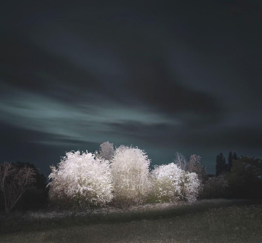 Hawthorn By Justin Pumfrey: 2023 - 4