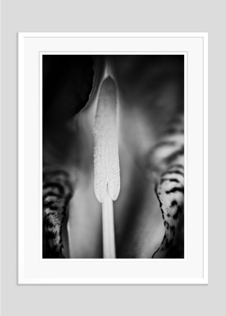 Iris By Justin Pumfrey: 2023 - 10