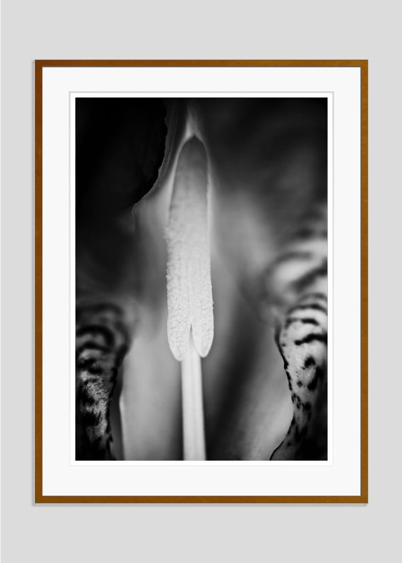 Iris By Justin Pumfrey: 2023 - 3