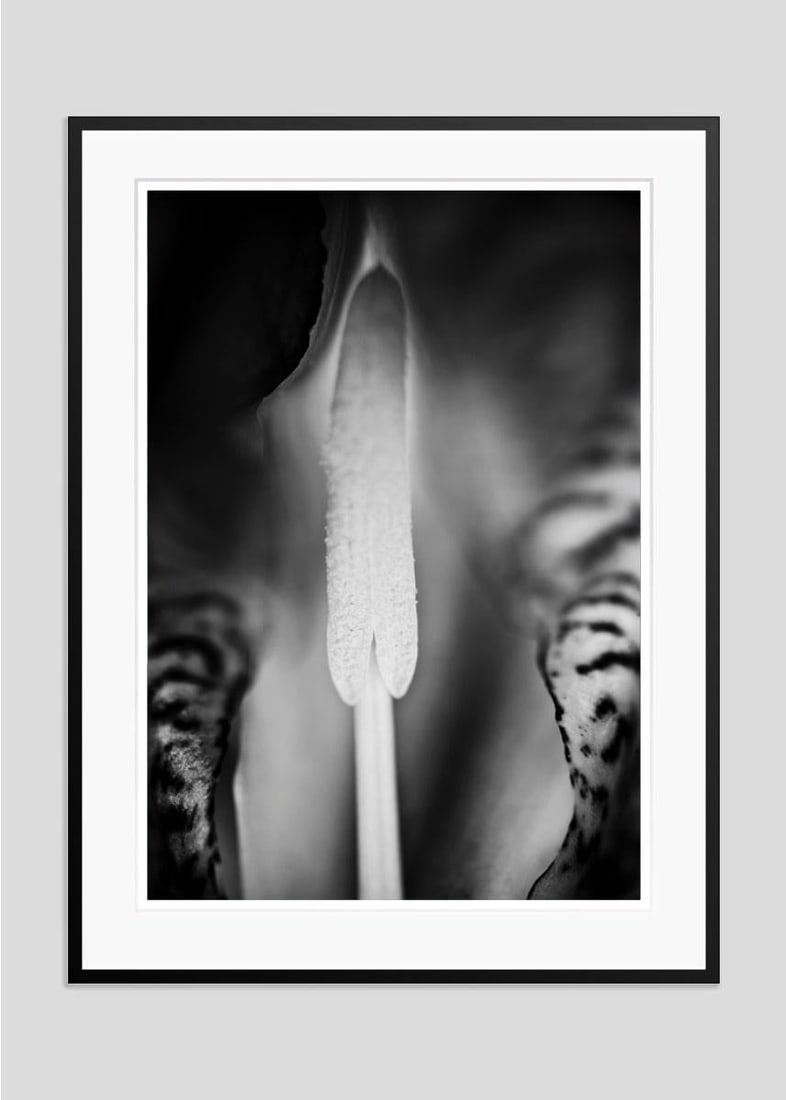 Iris By Justin Pumfrey: 2023 - 5