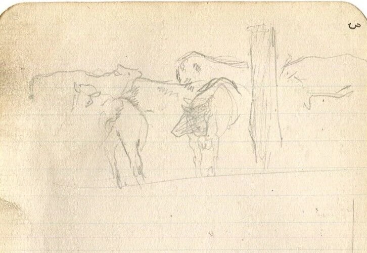 Cows and Cattle Drawing Vintage Pencil Original Sketch Artwork - 5