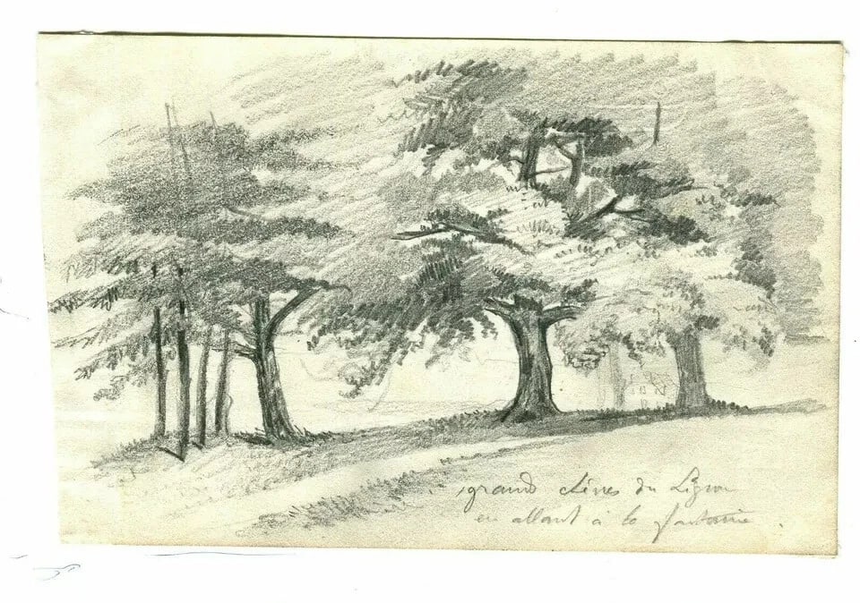 Grand Oak Tree, Lignon 19th Century Nature Study - Drawing Antique Pencil - 8