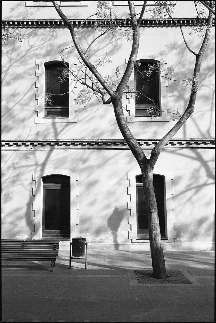 Tree and Windows, Barcelona, Spain 2016 - Silver Gelatin: Title: Tree and Windows, Barcelona, Spain 2016 - Silver Gelatin Description: Title: Tree and Windows, Barcelona, Spain 2016 - Silver Gelatin Photograph - Limited Edition of 10 Artist: Paul Cooklin Ori