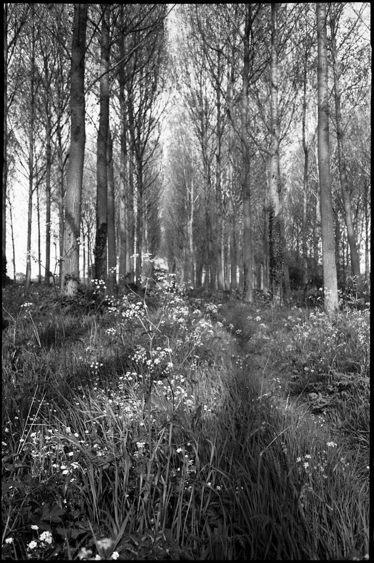 Wickham Skeith, Suffolk 2015 - Silver Gelatin (1 of 3)