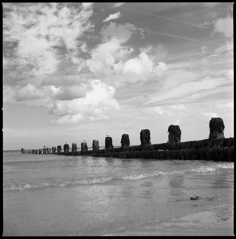Seagulls on Sea Groynes, Cromer Beach, North Norfolk (1 of 3)
