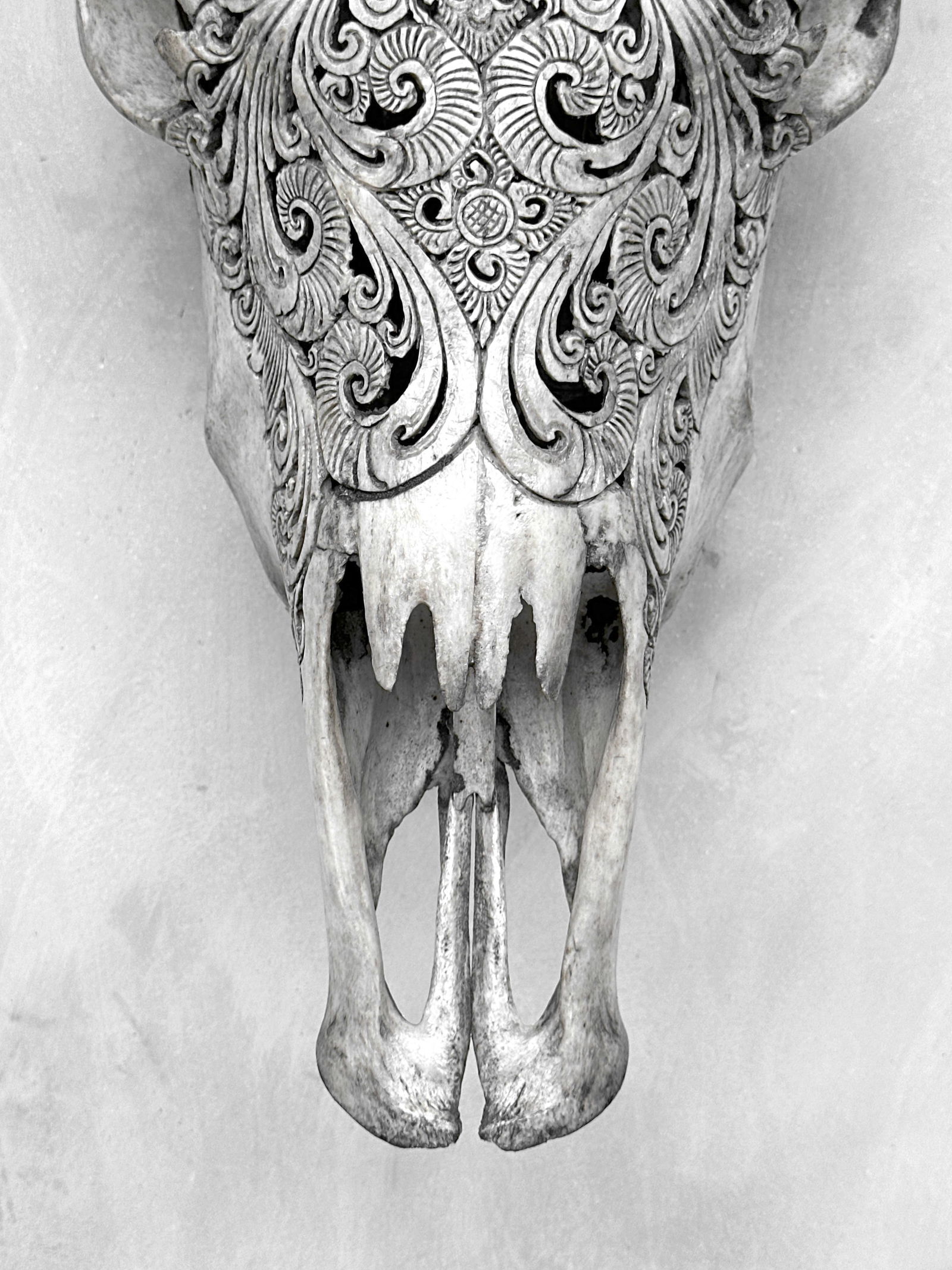 Carved cow skull with carved horns - Lotus motif - 5