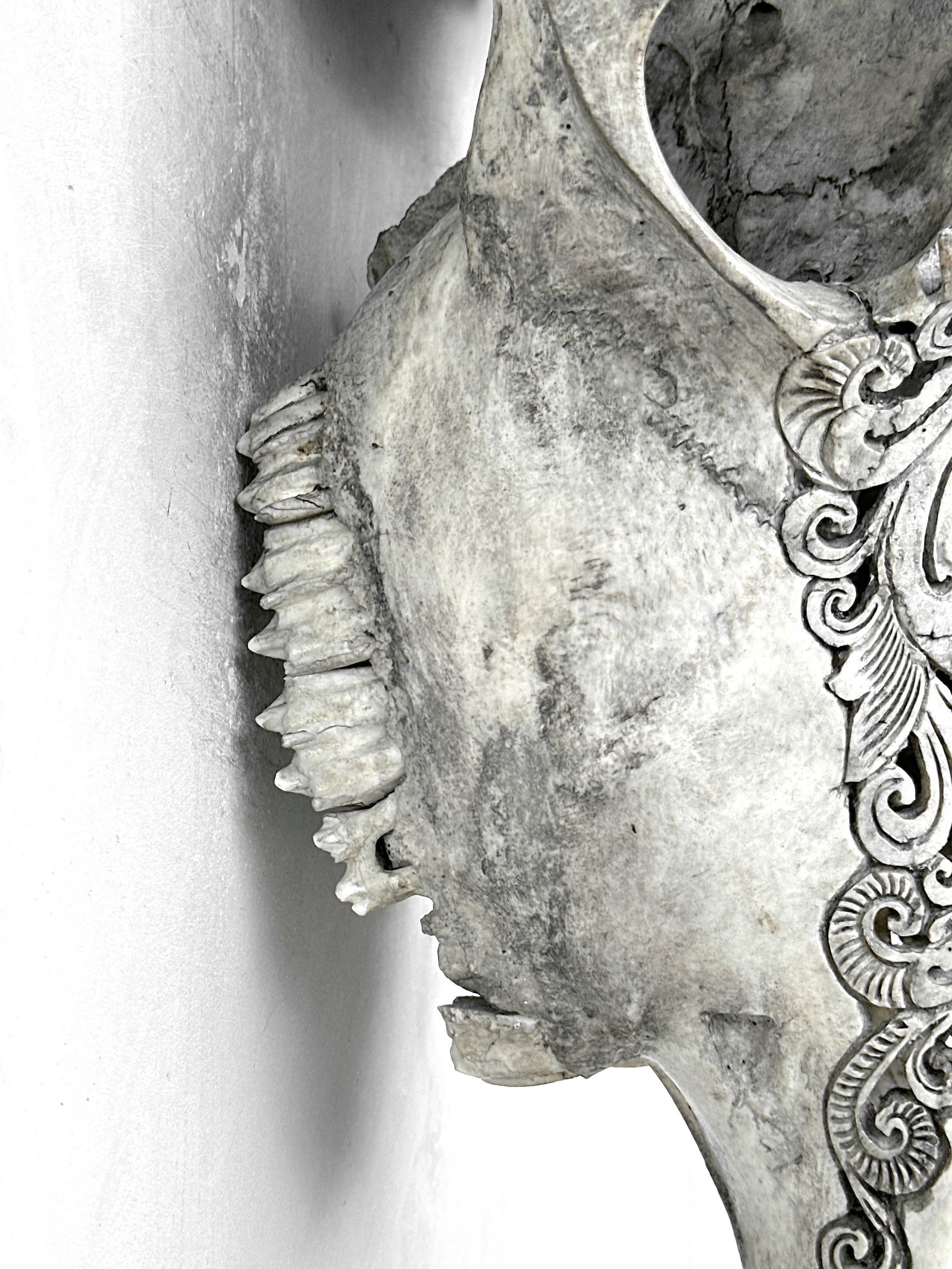 Carved cow skull with carved horns - Lotus motif - 7