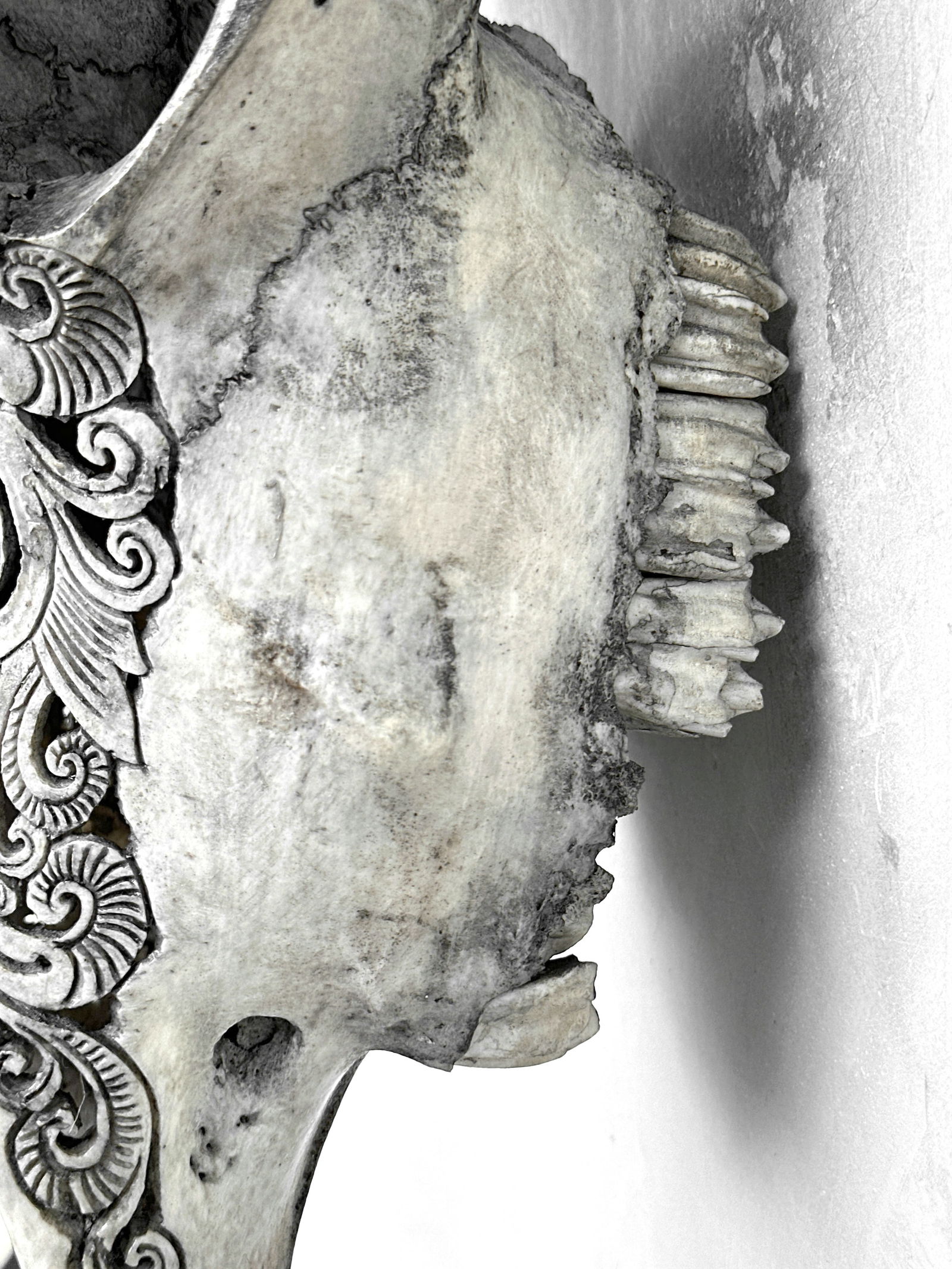 Carved cow skull with carved horns - Lotus motif - 9