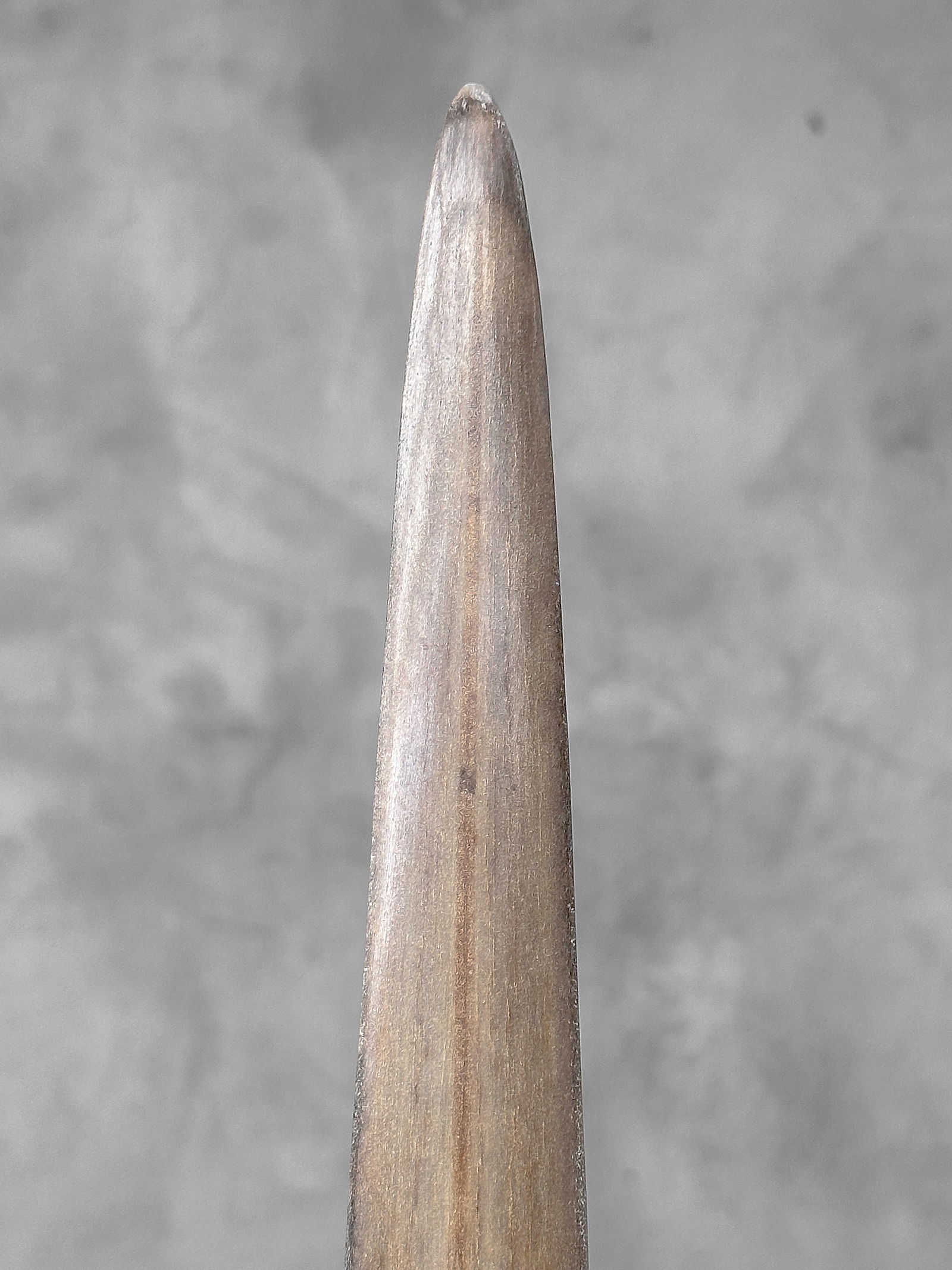 Swordfish tusk with stand - 10