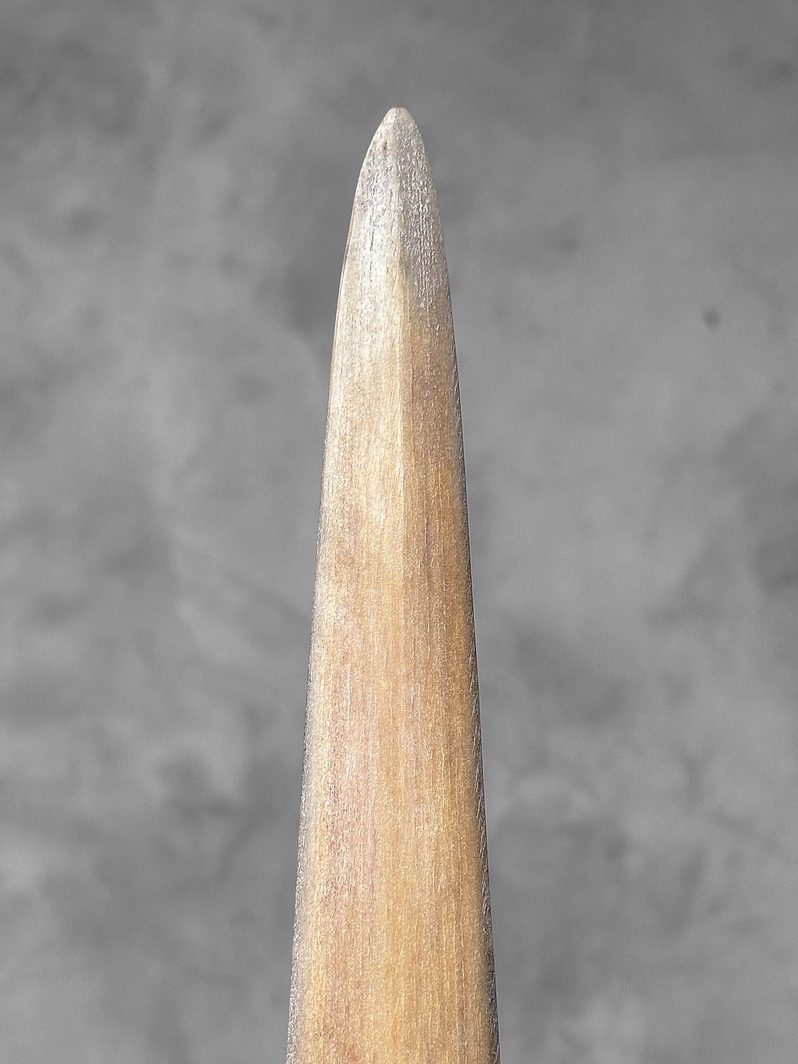 Swordfish tusk with stand - 8
