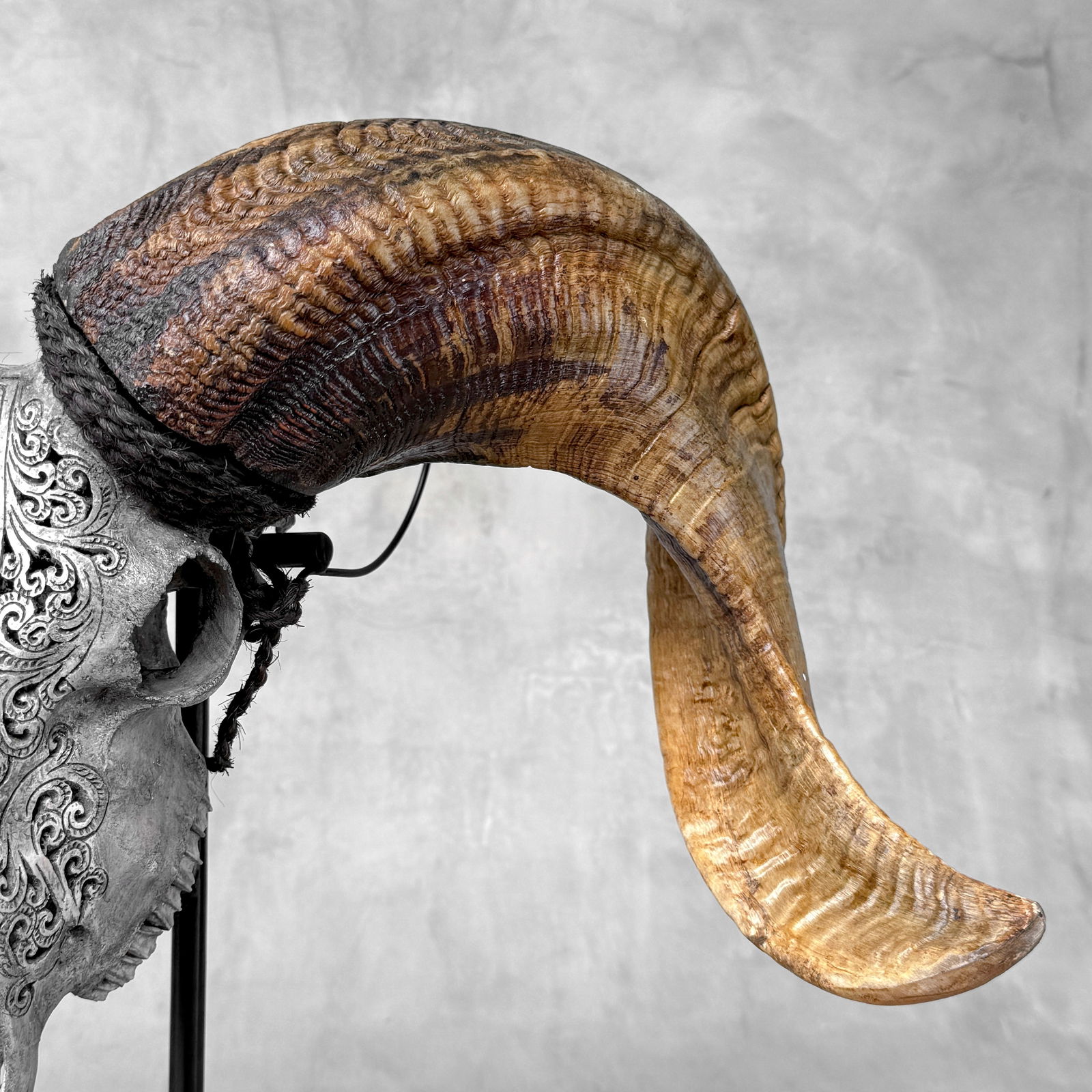 Carved grey ram skull - Infinity motif - 10