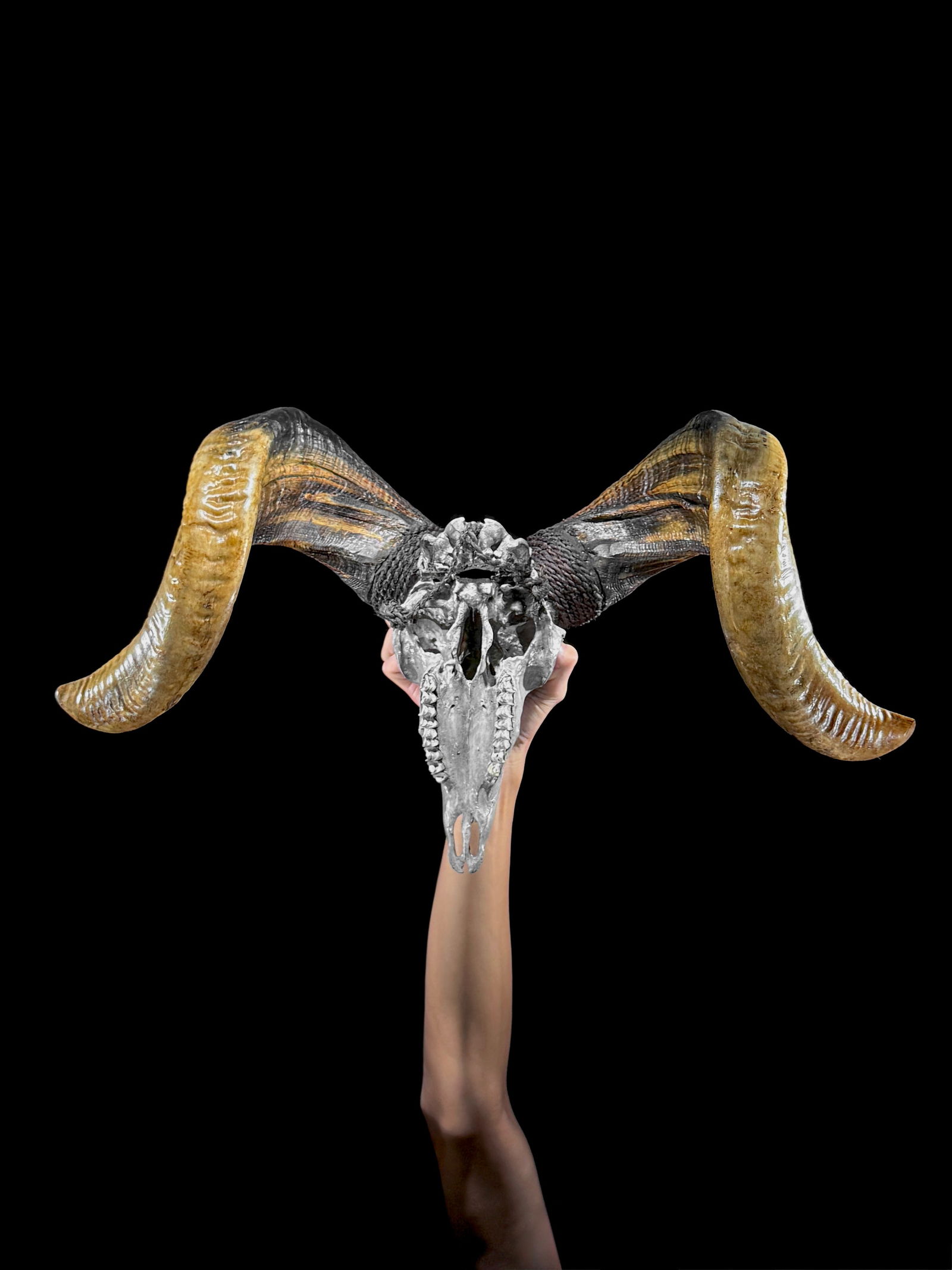 Carved grey ram skull - Infinity motif - 3