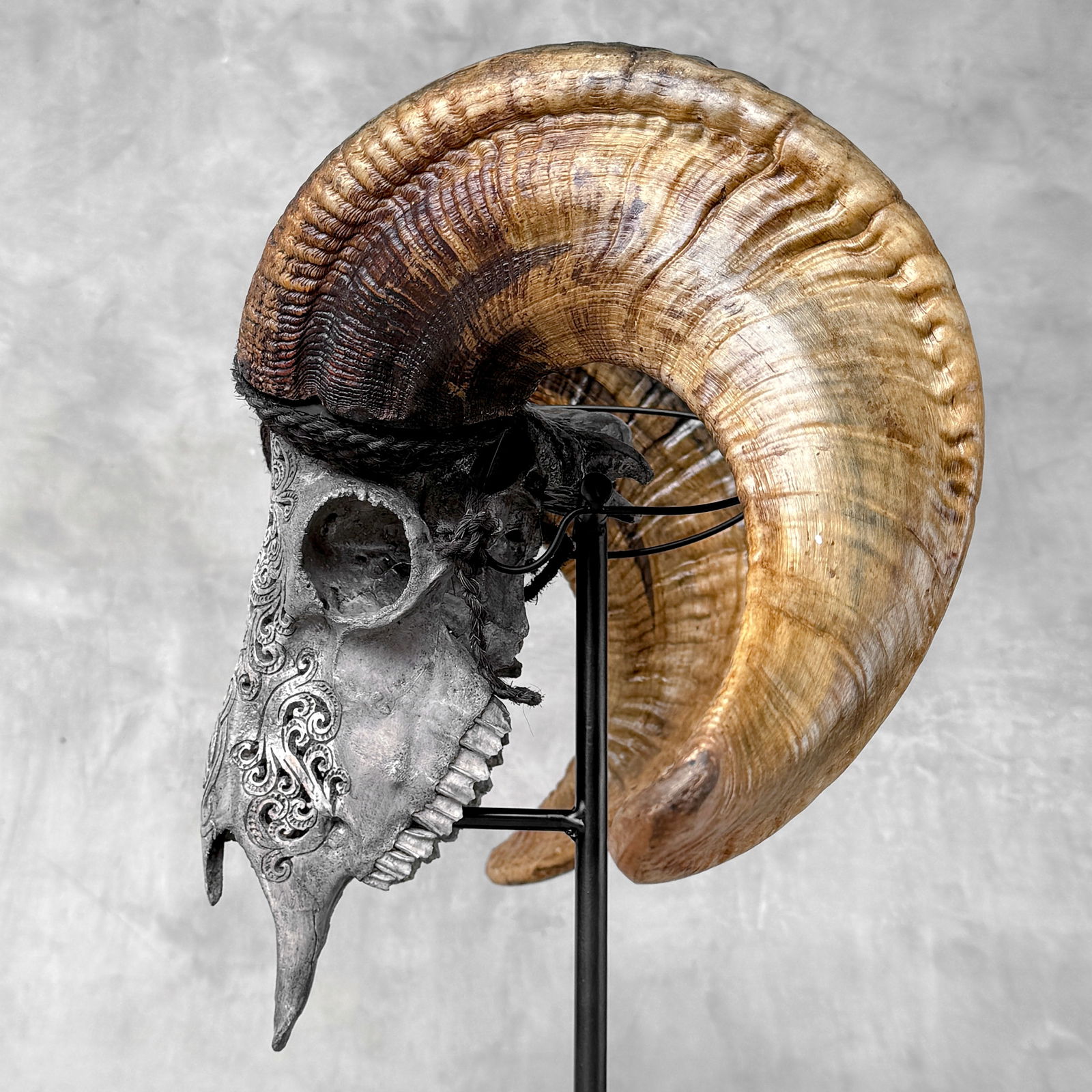 Carved grey ram skull - Infinity motif - 7