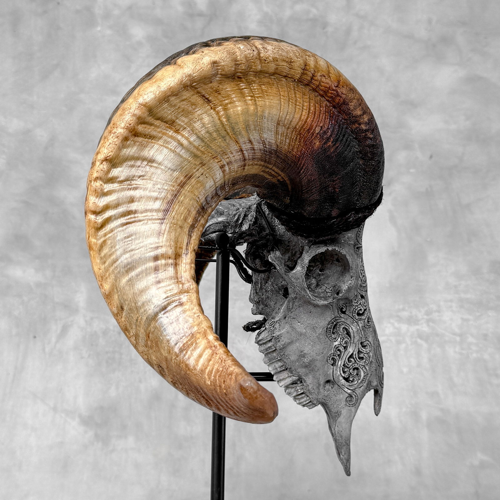 Carved grey ram skull - Infinity motif - 8