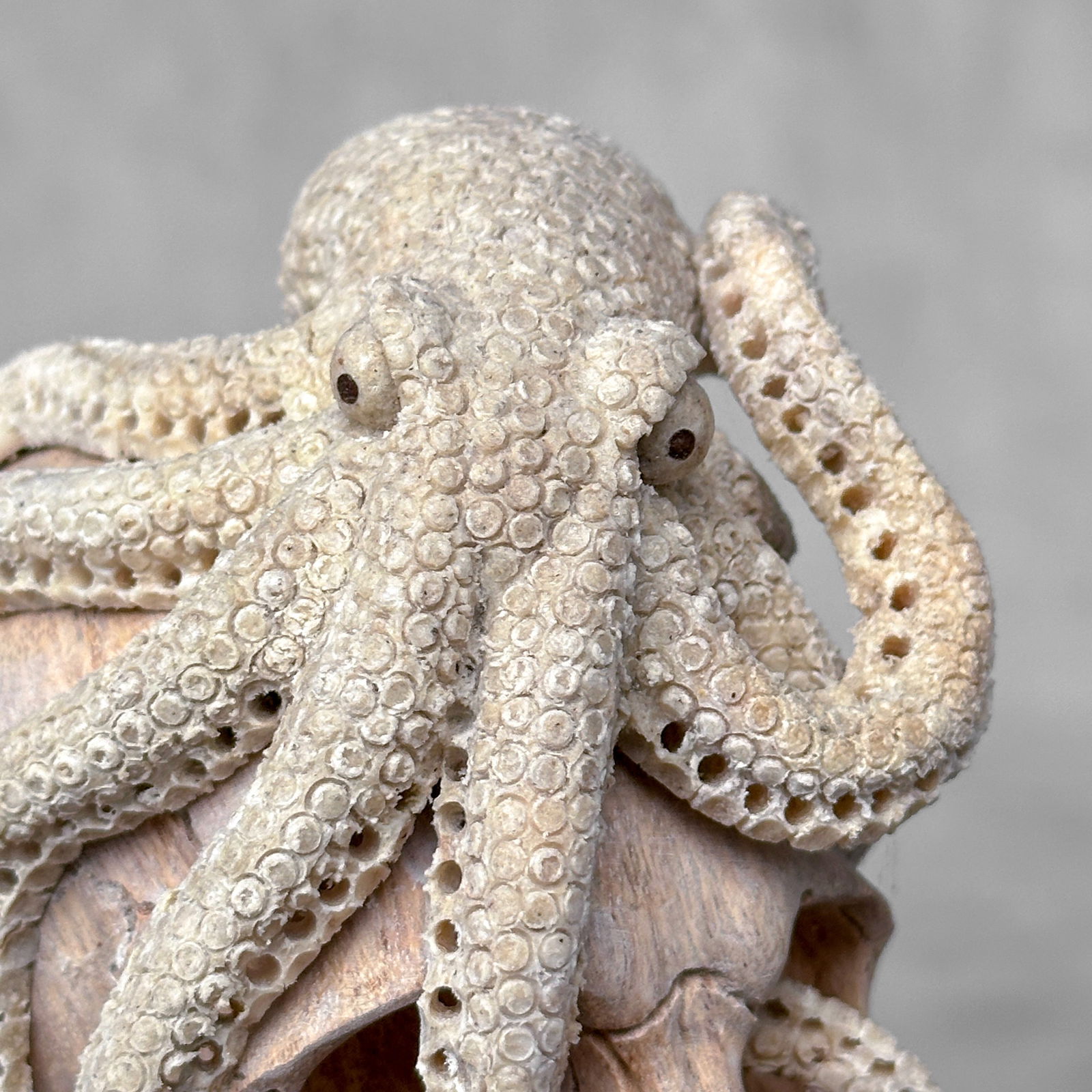 Carved human skull with a stunning carved octopus - 10