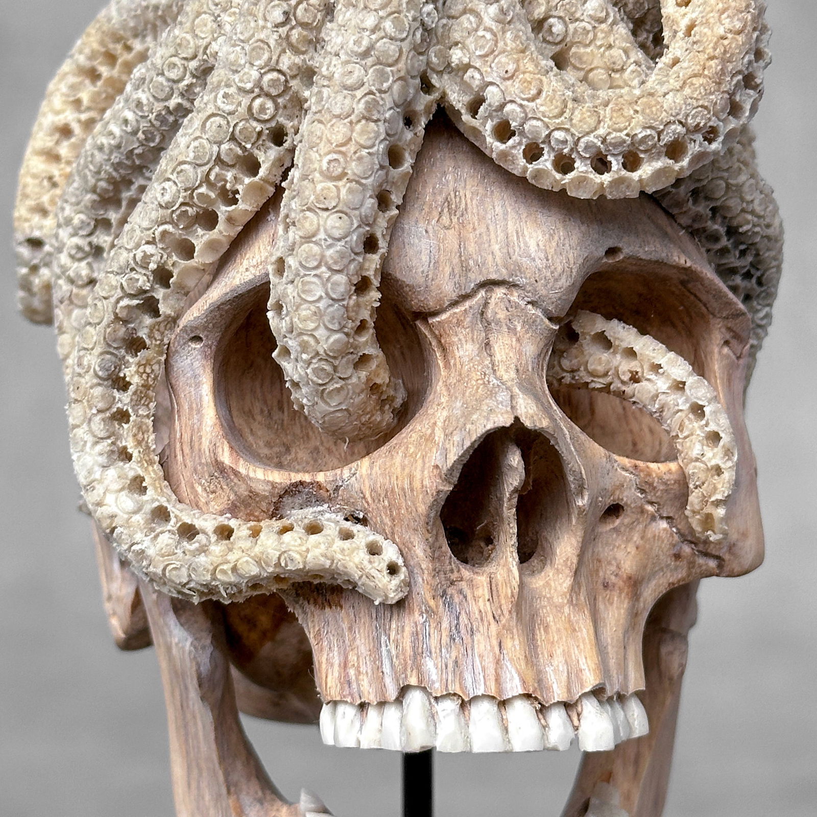 Carved human skull with a stunning carved octopus - 5