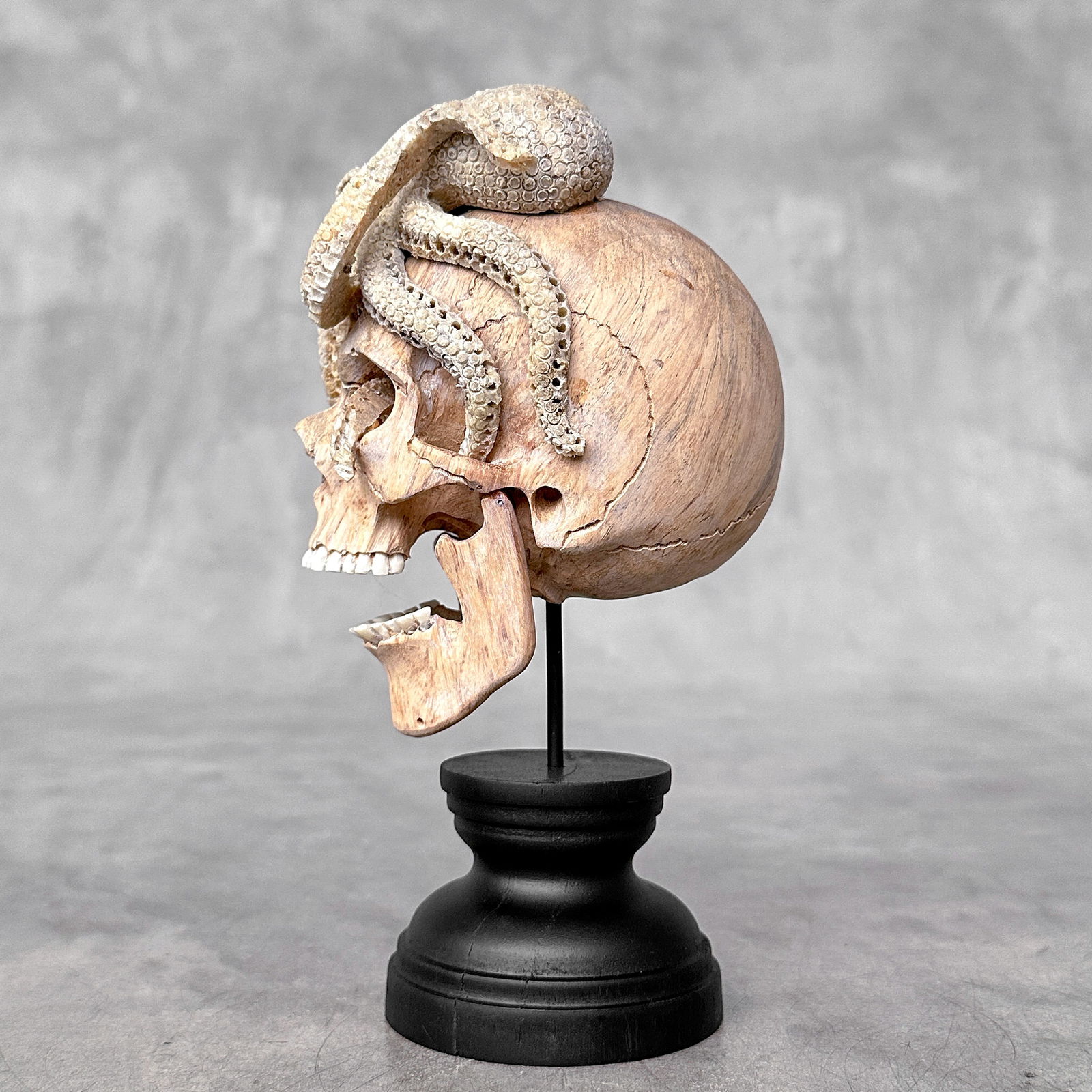 Carved human skull with a stunning carved octopus - 6