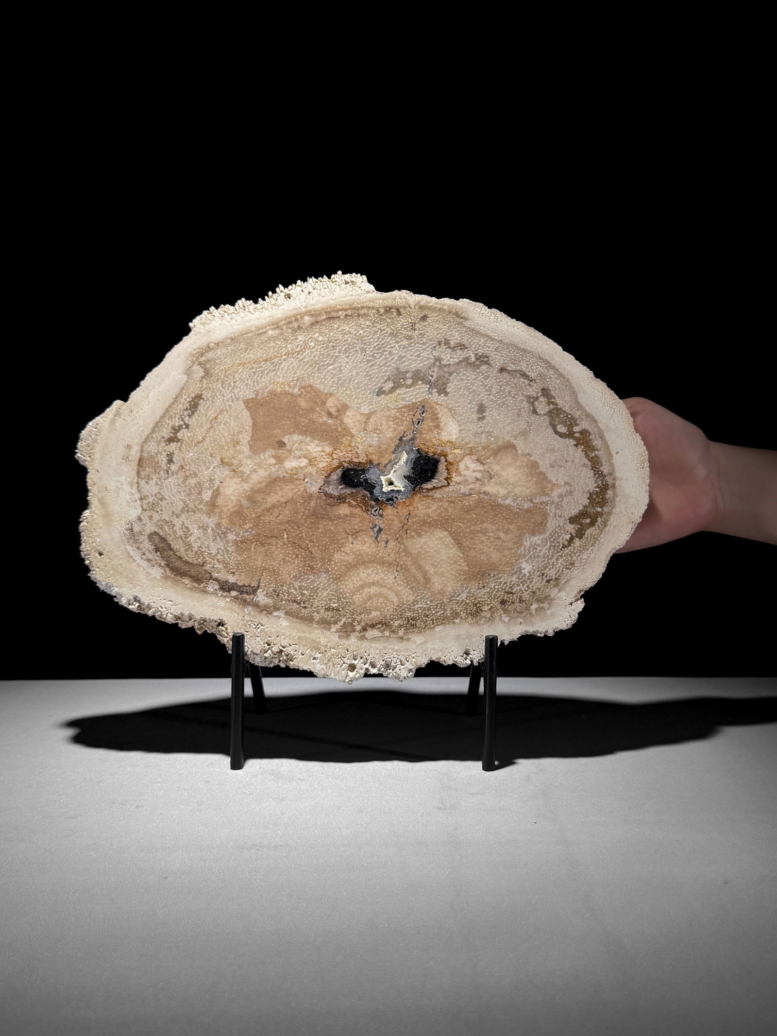 Beautiful petrified palm root slice with stand (1 of 10)