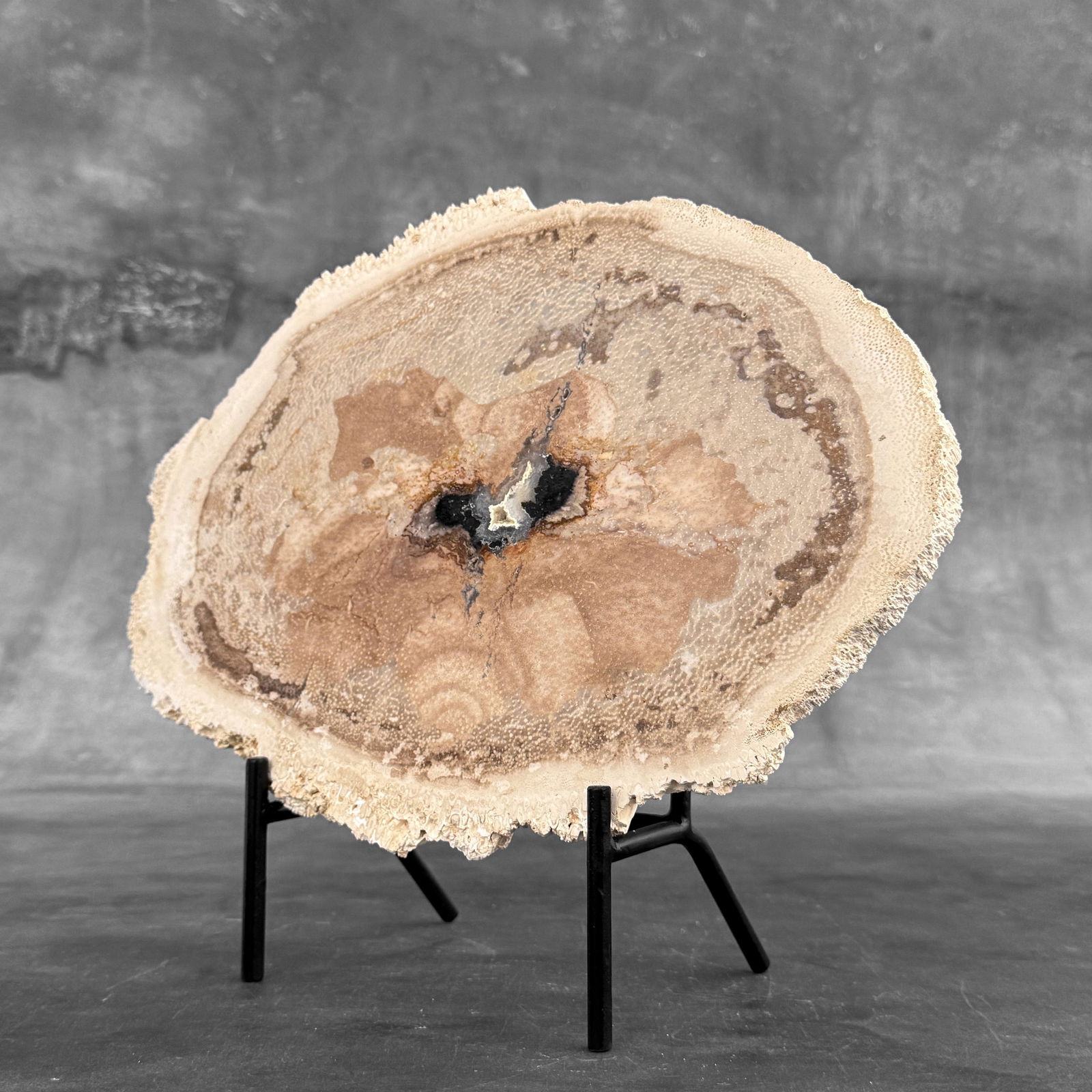 Beautiful petrified palm root slice with stand - 2