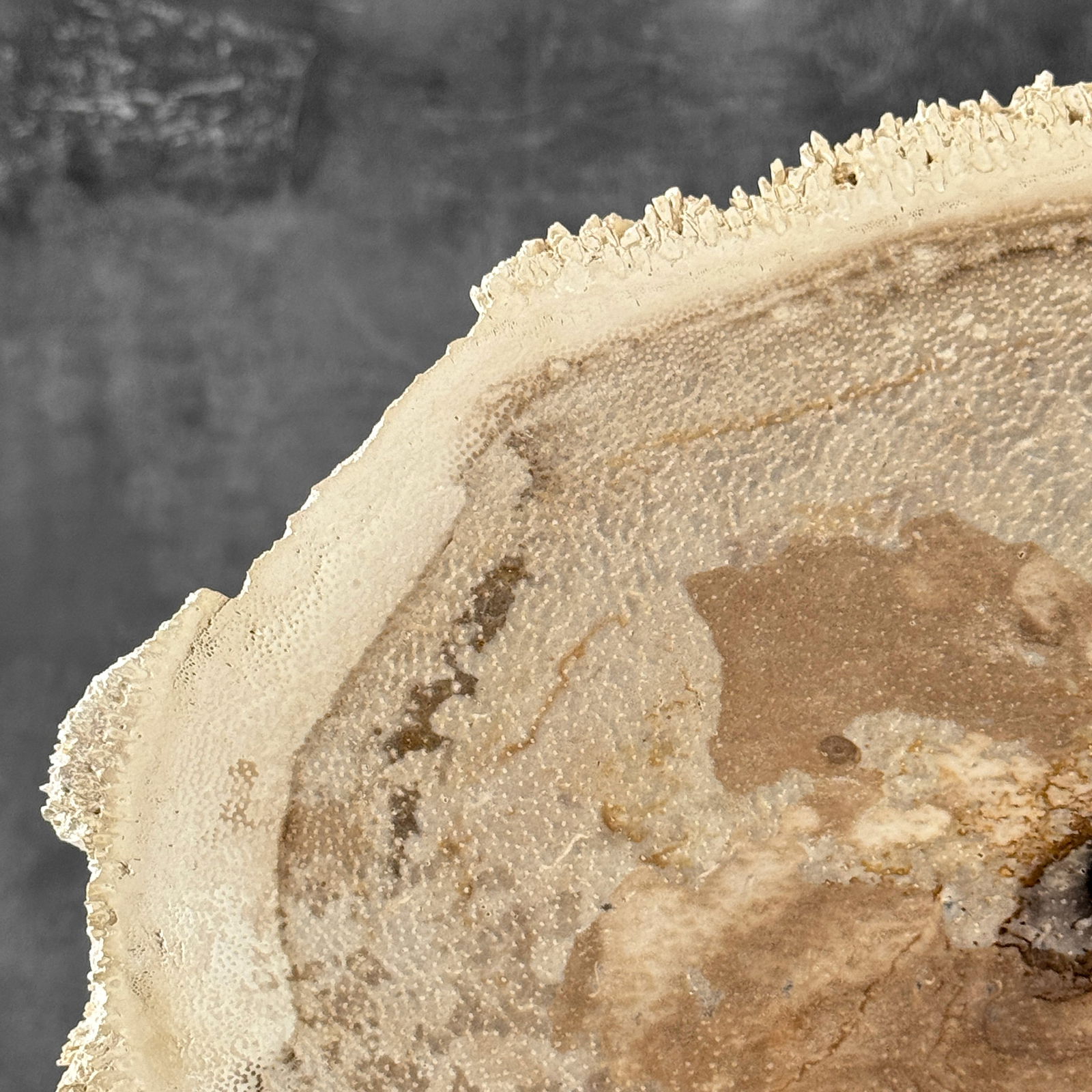 Beautiful petrified palm root slice with stand - 3