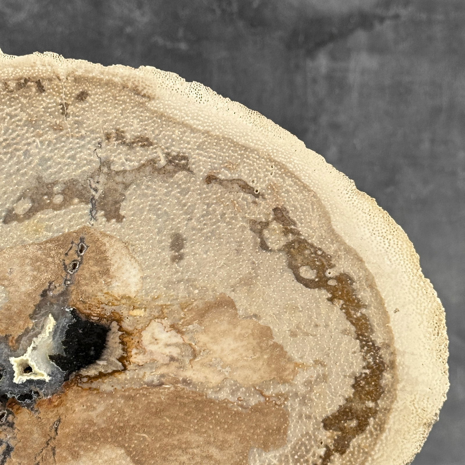 Beautiful petrified palm root slice with stand - 4