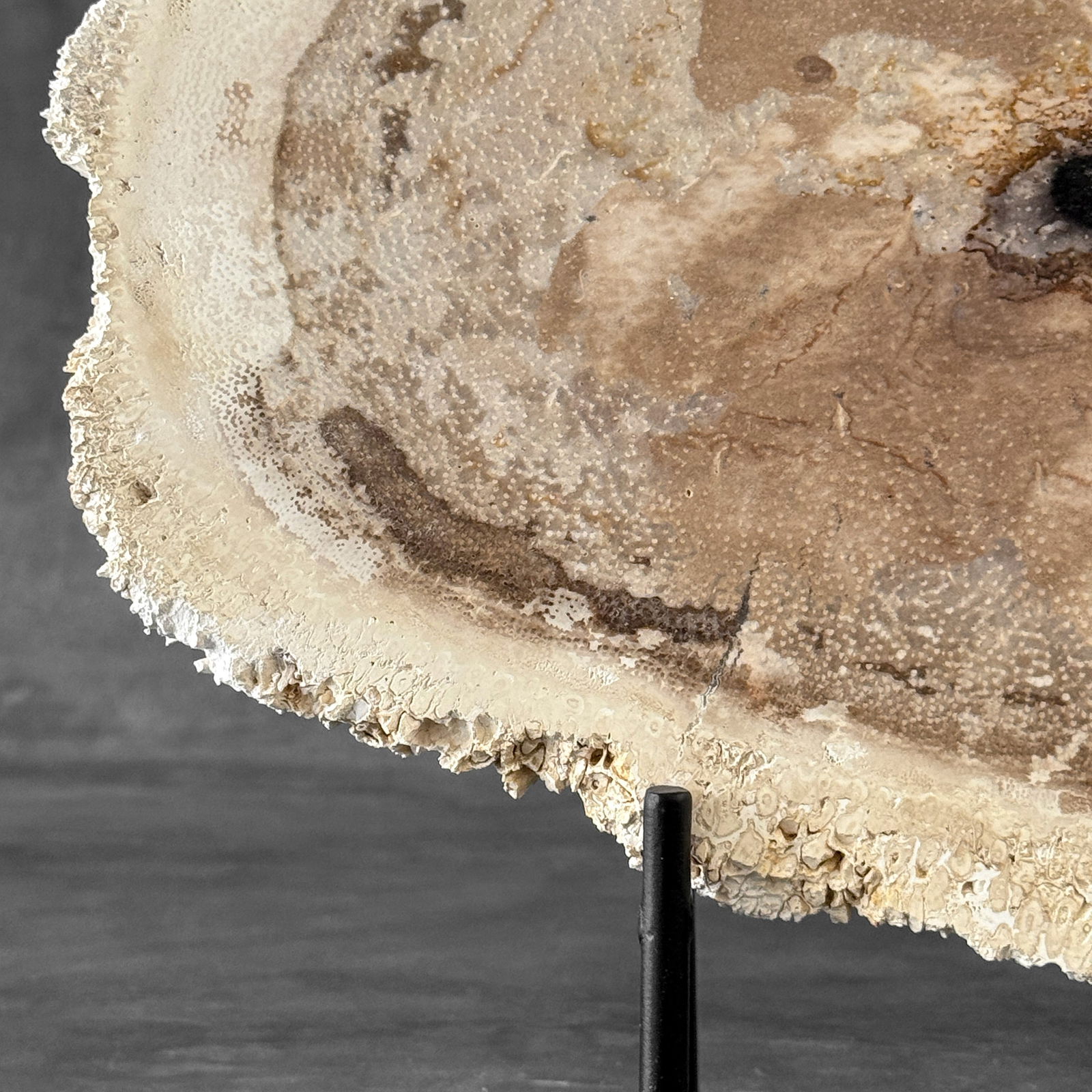 Beautiful petrified palm root slice with stand - 5