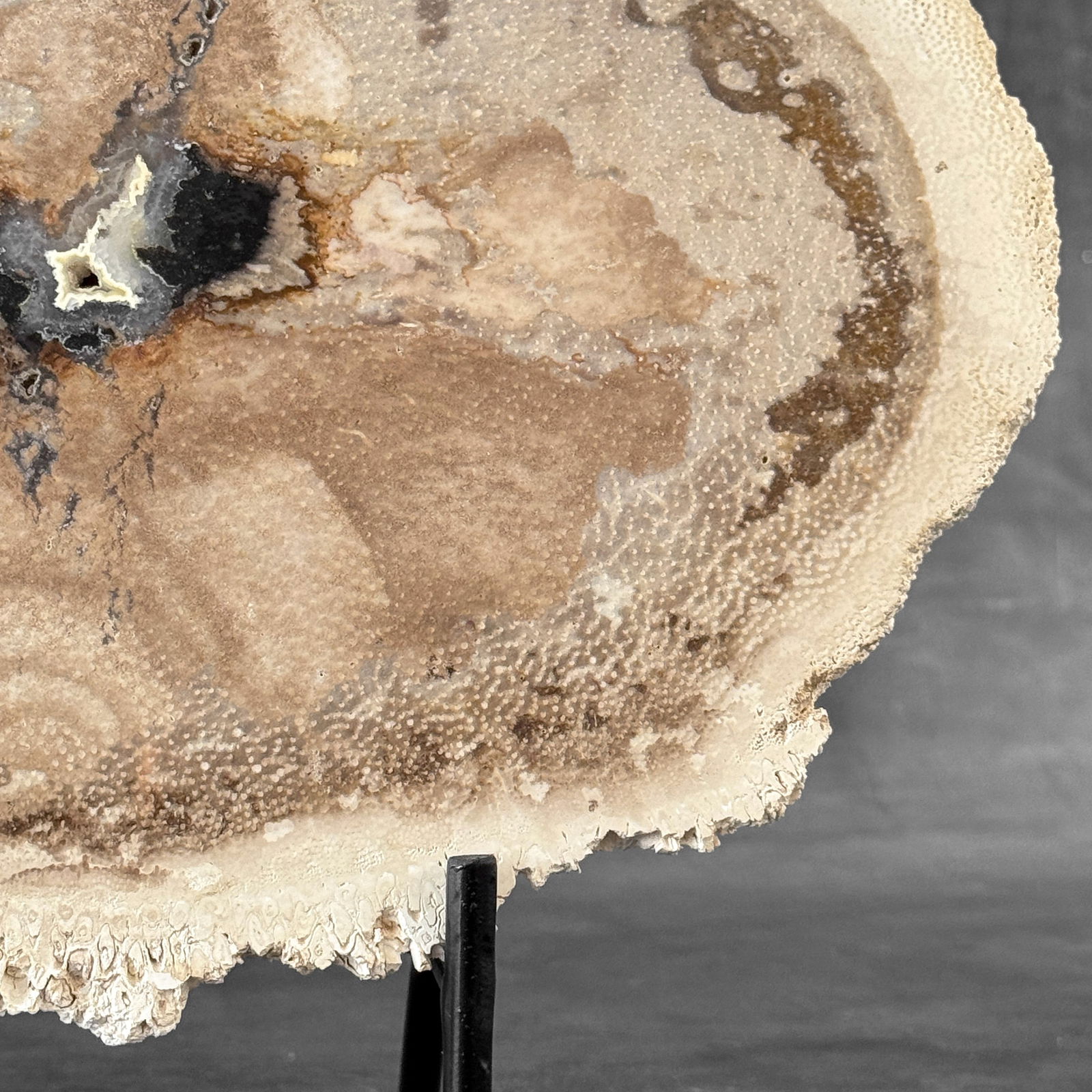 Beautiful petrified palm root slice with stand - 6