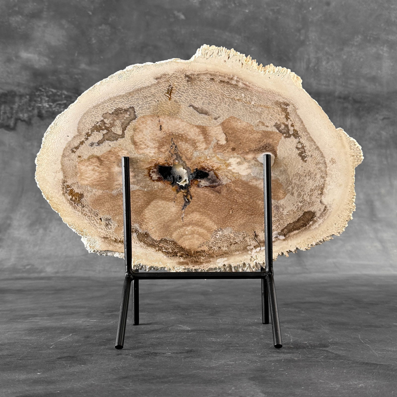 Beautiful petrified palm root slice with stand - 8