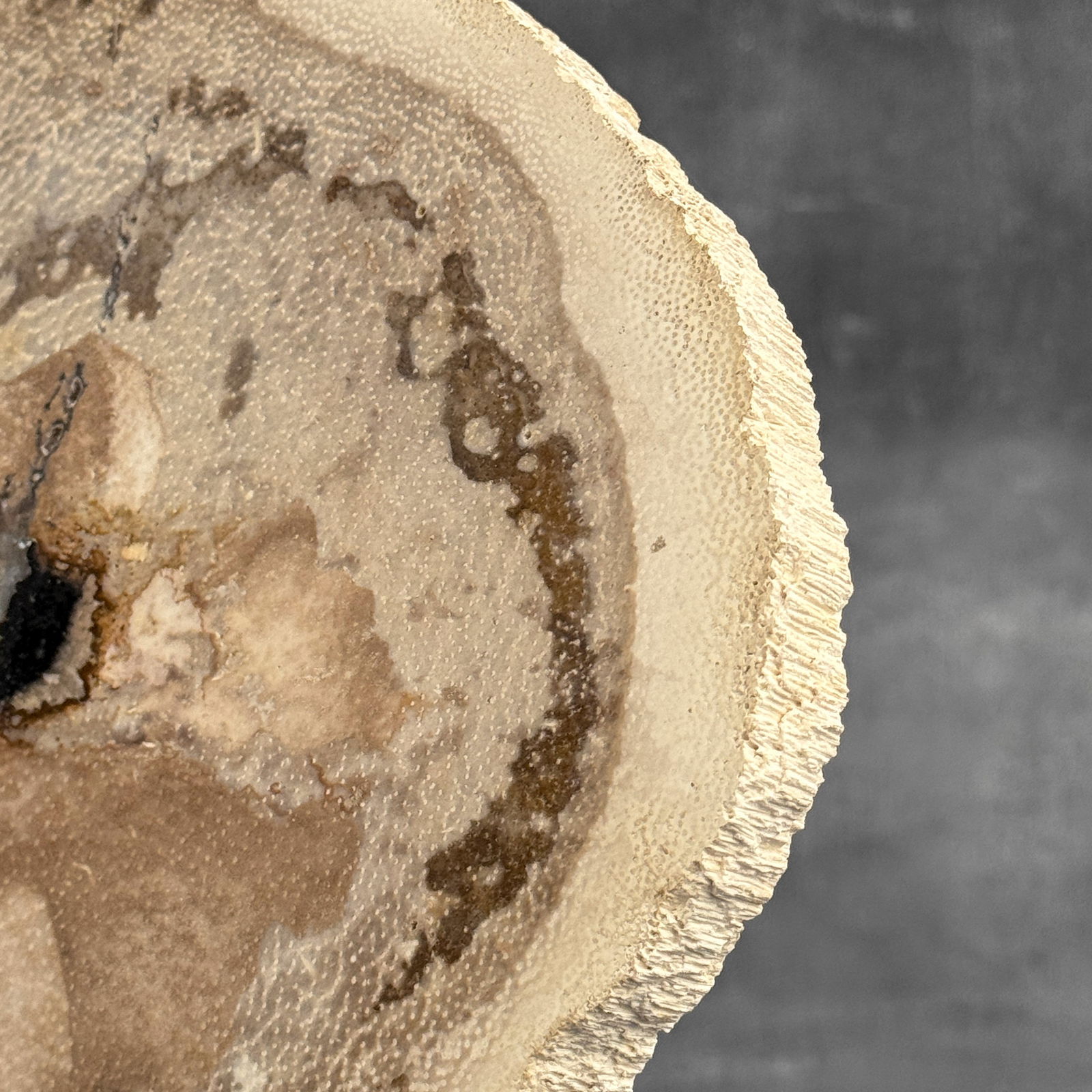 Beautiful petrified palm root slice with stand - 9