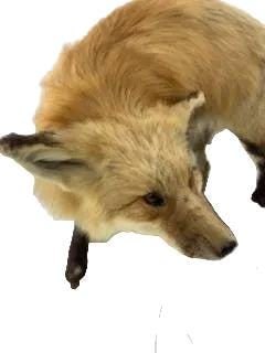 Antique Full Red Fox Taxidermy - 2