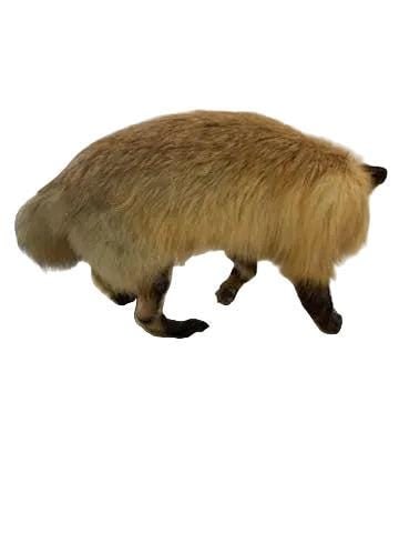 Antique Full Red Fox Taxidermy - 3