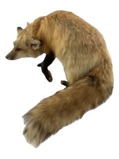Antique Full Red Fox Taxidermy - 4