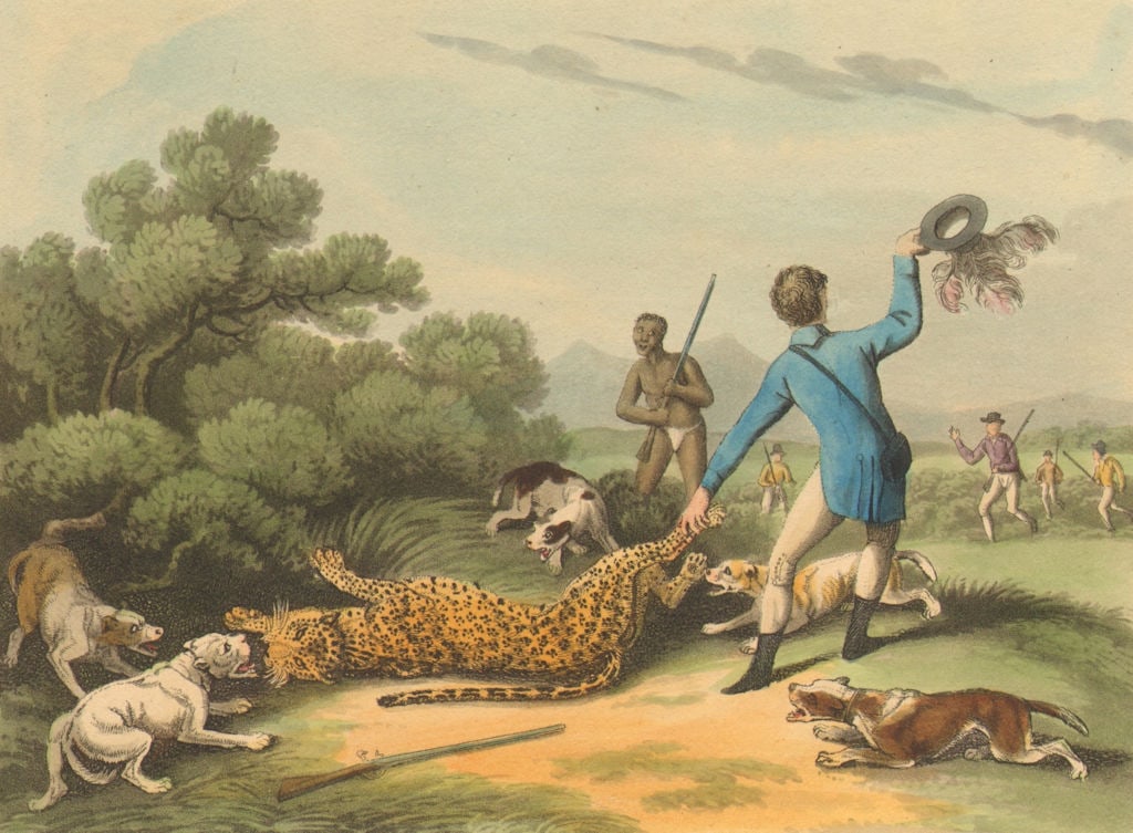 SOUTH AFRICA. Hunting a Panther at Saldanha. Dogs. (Edward Orme) 1814 print (1 of 1)