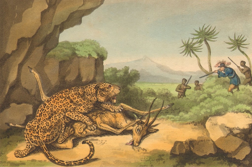 AFRICA. Shooting a Leopard eating Antelope (Field Sports- Edward Orme) 1814 (1 of 1)