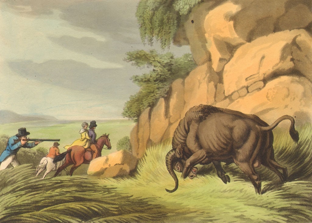 SOUTH AFRICA. Shooting an African Buffalo. Top hat. (Edward Orme) 1814 print (1 of 1)