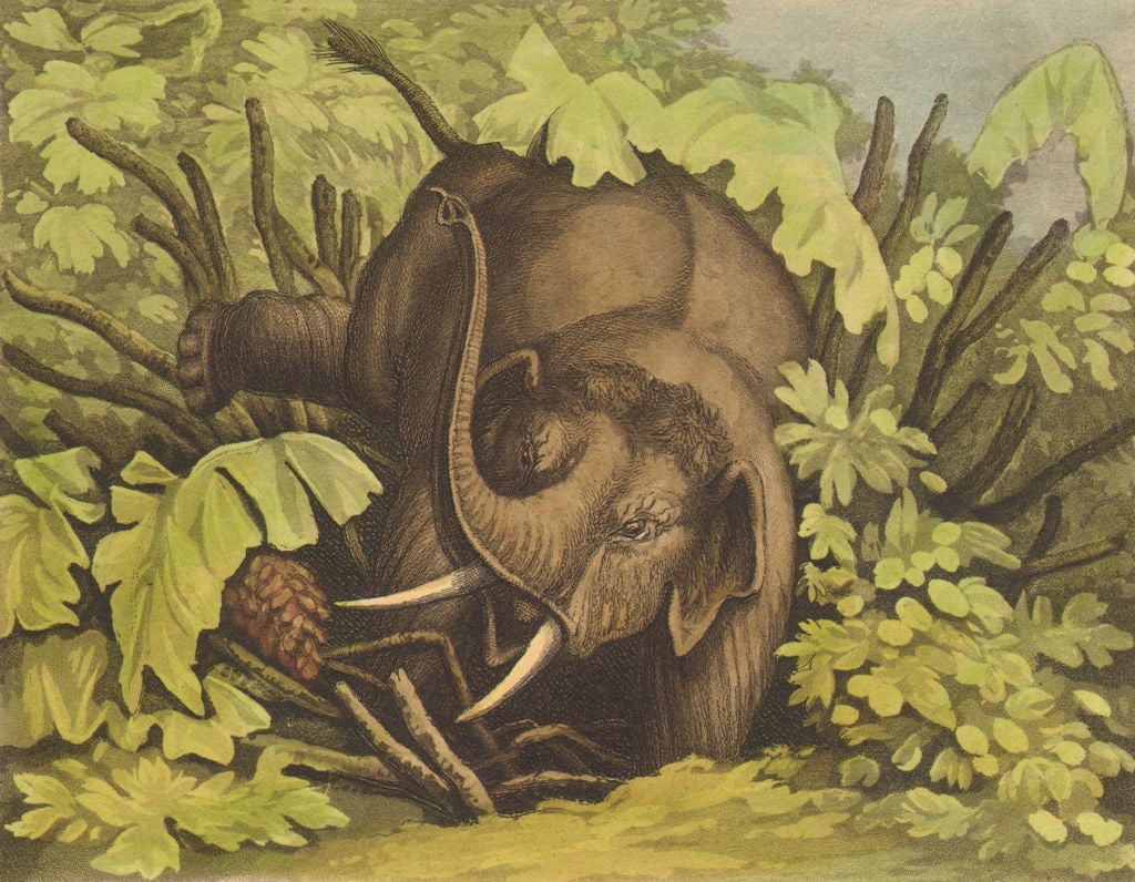 AFRICA. Elephant in the Pitfall (Field Sports- Edward Orme) 1814 old print (1 of 1)