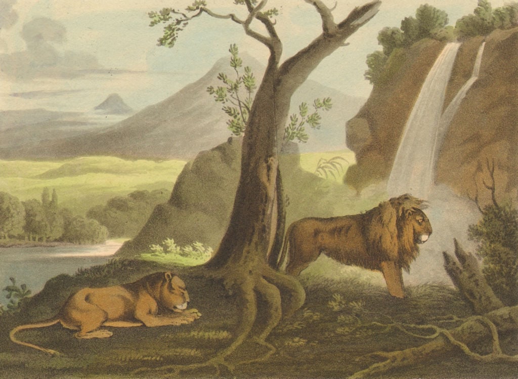 AFRICA. Lions waiting for Prey (Field Sports- Edward Orme) 1814 old print (1 of 1)