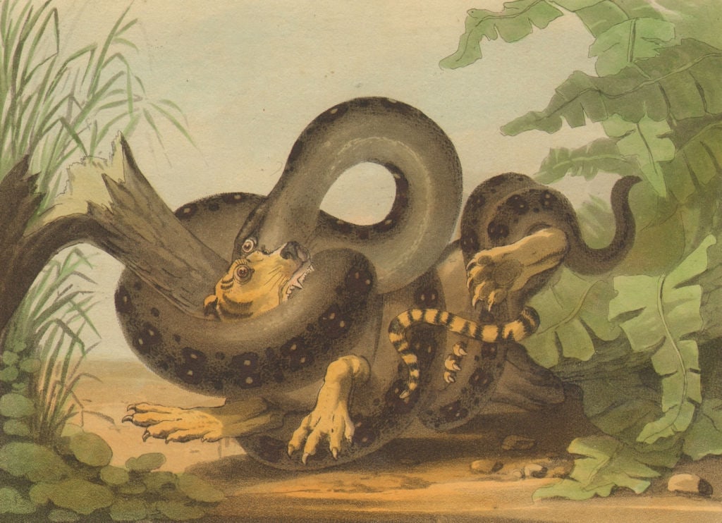 SENEGAL. Battle between Boa Constrictor & Tiger. (Edward Orme) 1814 print (1 of 1)