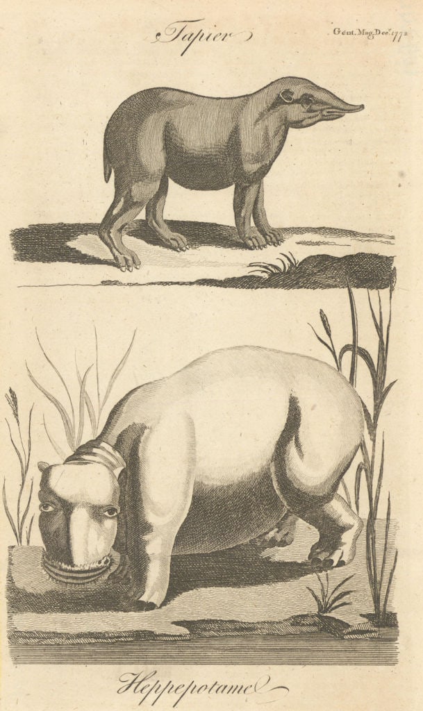 Tapier. Heppepotame. Tapir & Hippopotamus. Gentleman's Magazine 1773 old print (1 of 1)