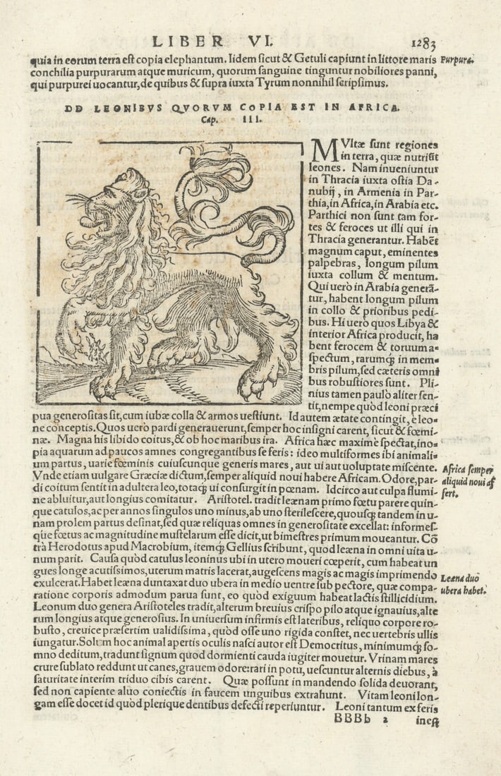 DD leonibus quorum copia est in Africa. An African lion. SEBASTIAN MÜNSTER 1572 (1 of 1)