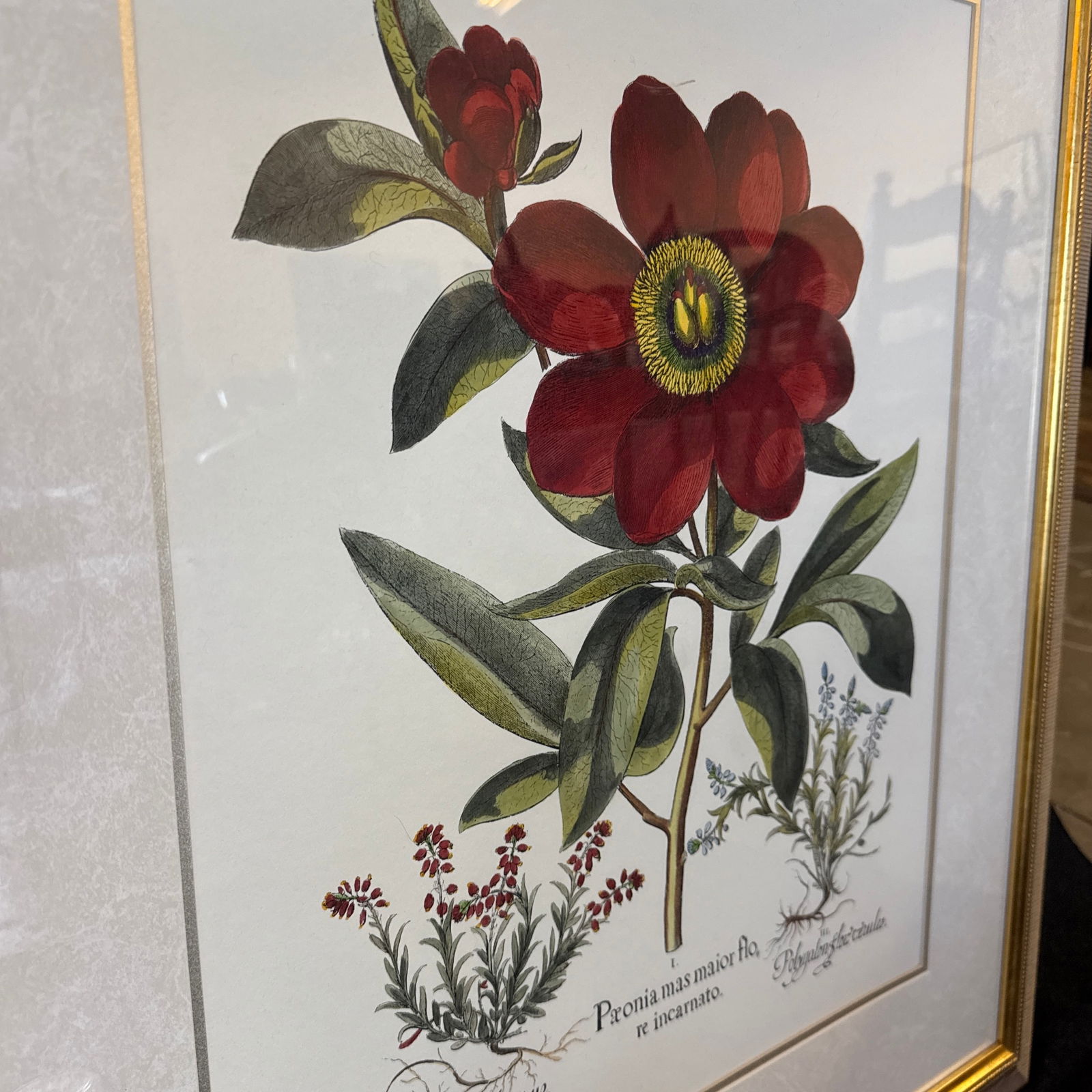 Large Botanical Lithographs Vibrant Color In Gold Gilt Frames Set Of 2 Red Floral - 10