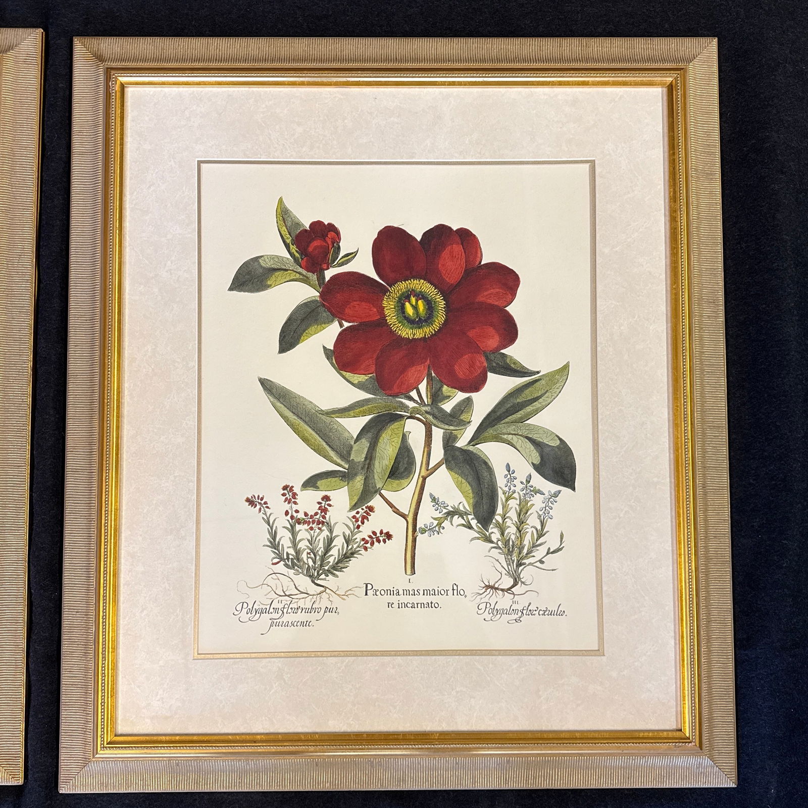 Large Botanical Lithographs Vibrant Color In Gold Gilt Frames Set Of 2 Red Floral - 3