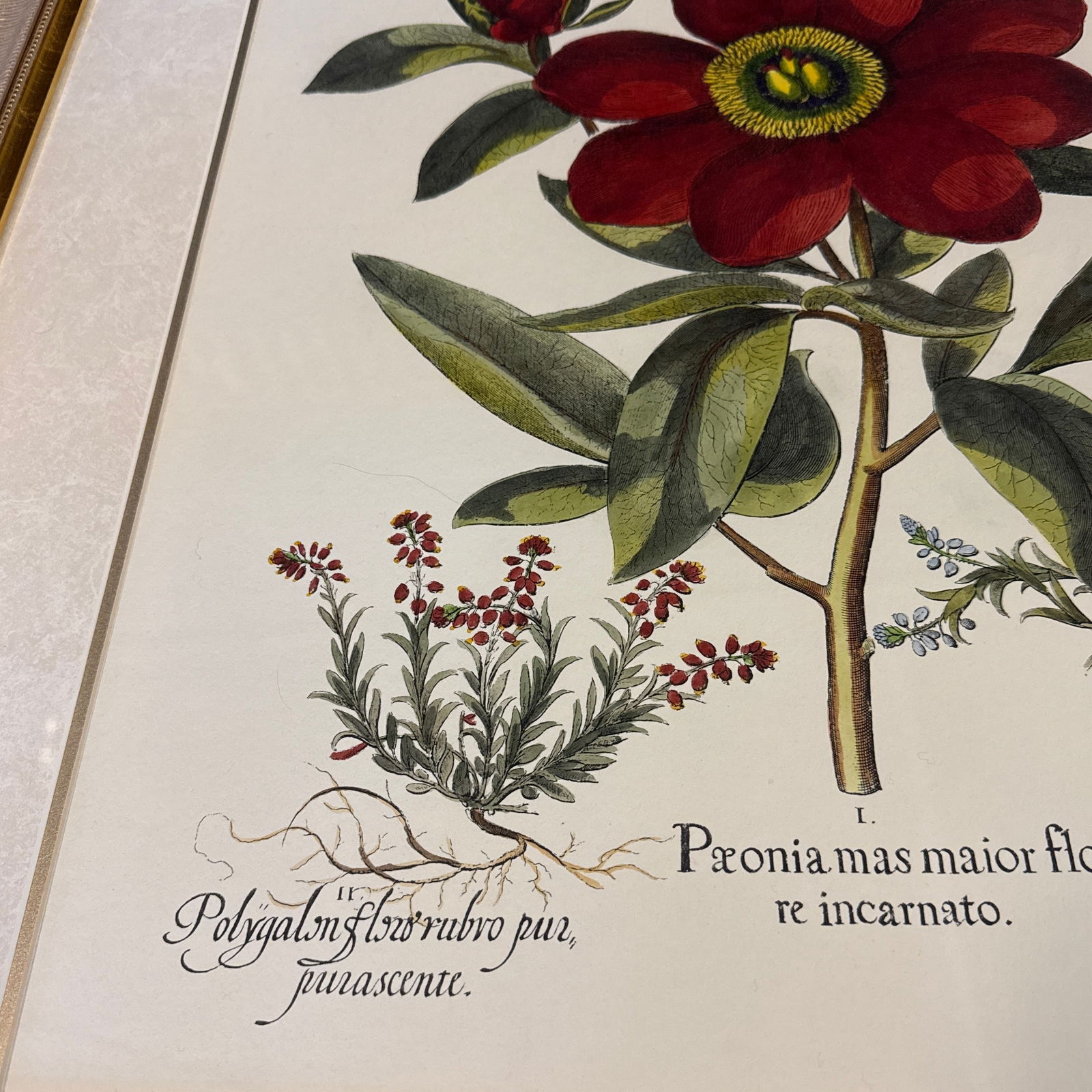 Large Botanical Lithographs Vibrant Color In Gold Gilt Frames Set Of 2 Red Floral - 4