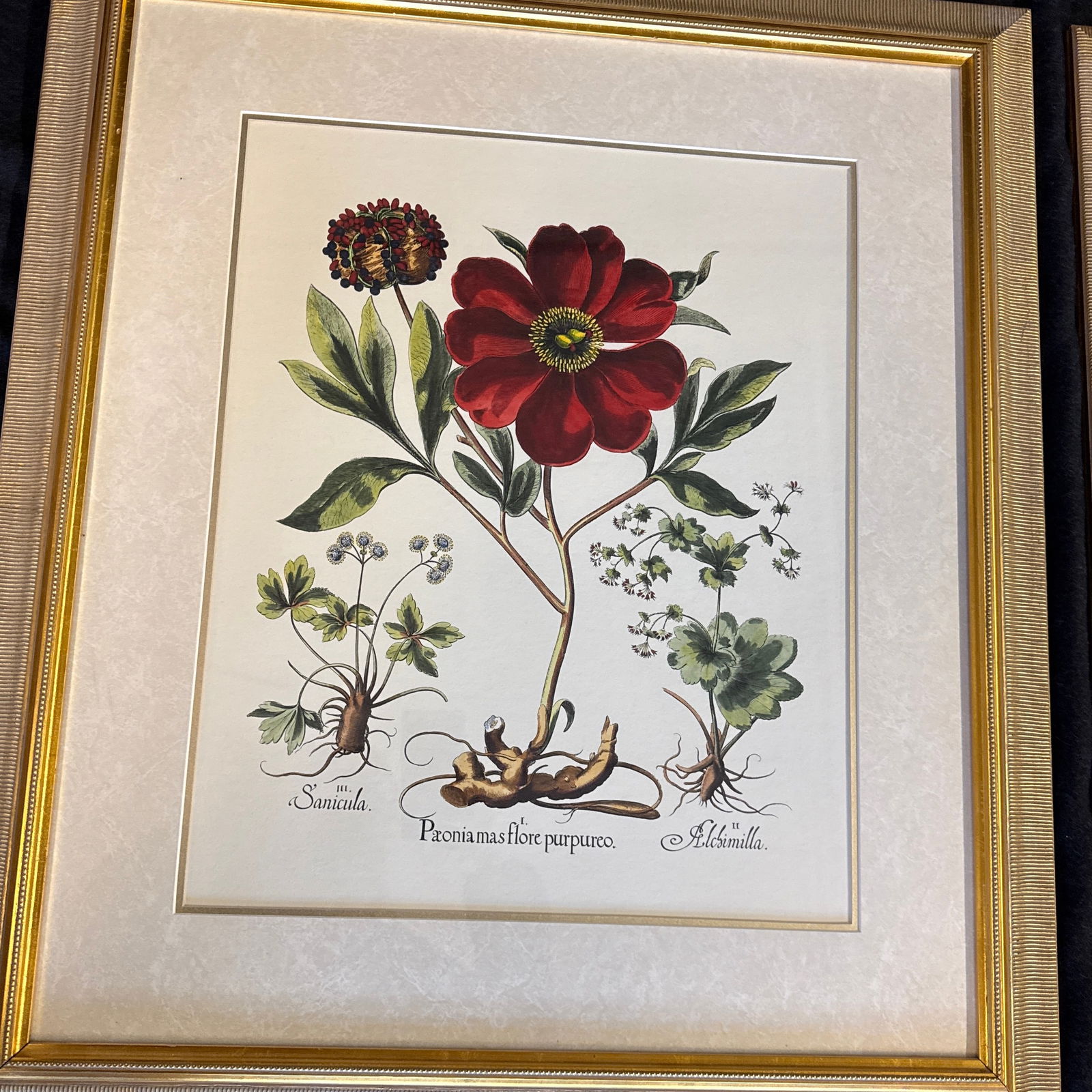 Large Botanical Lithographs Vibrant Color In Gold Gilt Frames Set Of 2 Red Floral - 6
