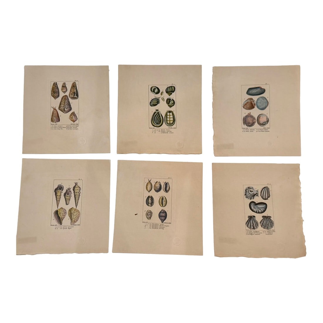 Set of Six 18th Century French Hand Colored Shell Engravings Panckoucke Tableau Encyclopédique: Exceptional set of six original 18th-century French hand-colored copperplate engravings from the Tableau encyclopédique et méthodique des trois règnes de la nature, published in Paris