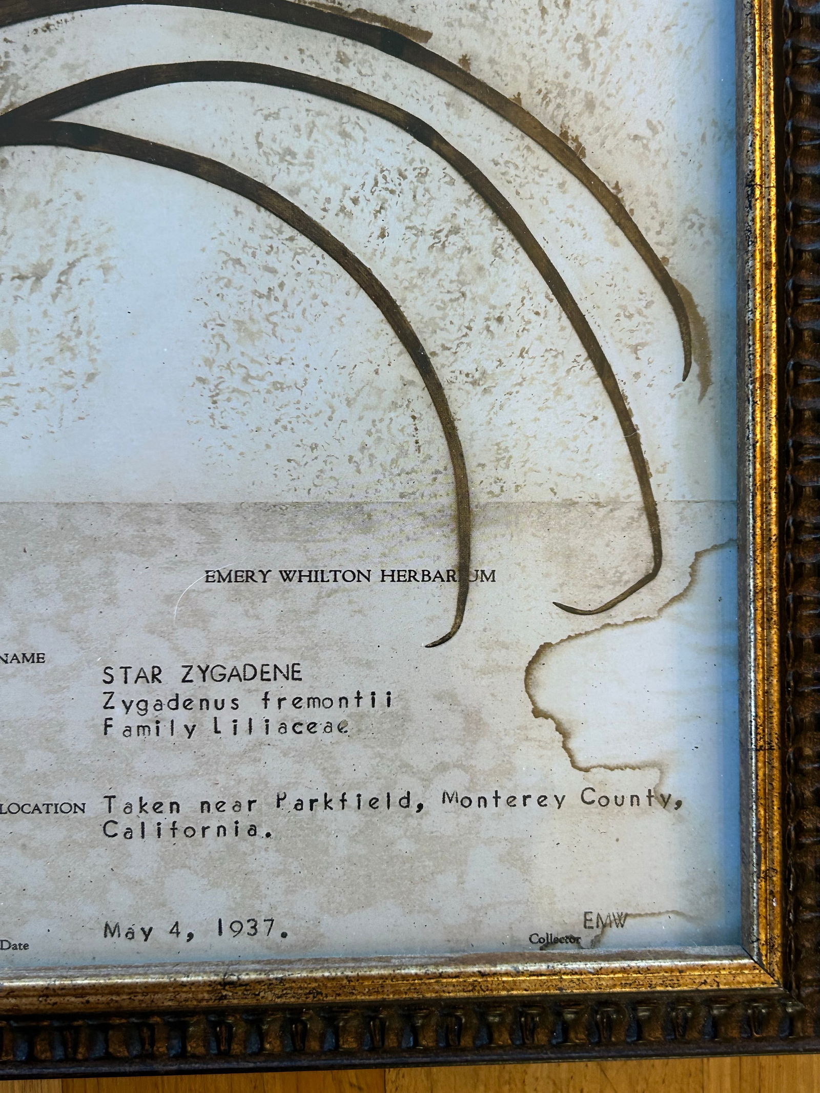 Vintage Emery Whilton Herbarium Botanical Prints - A Set of 4 - 10