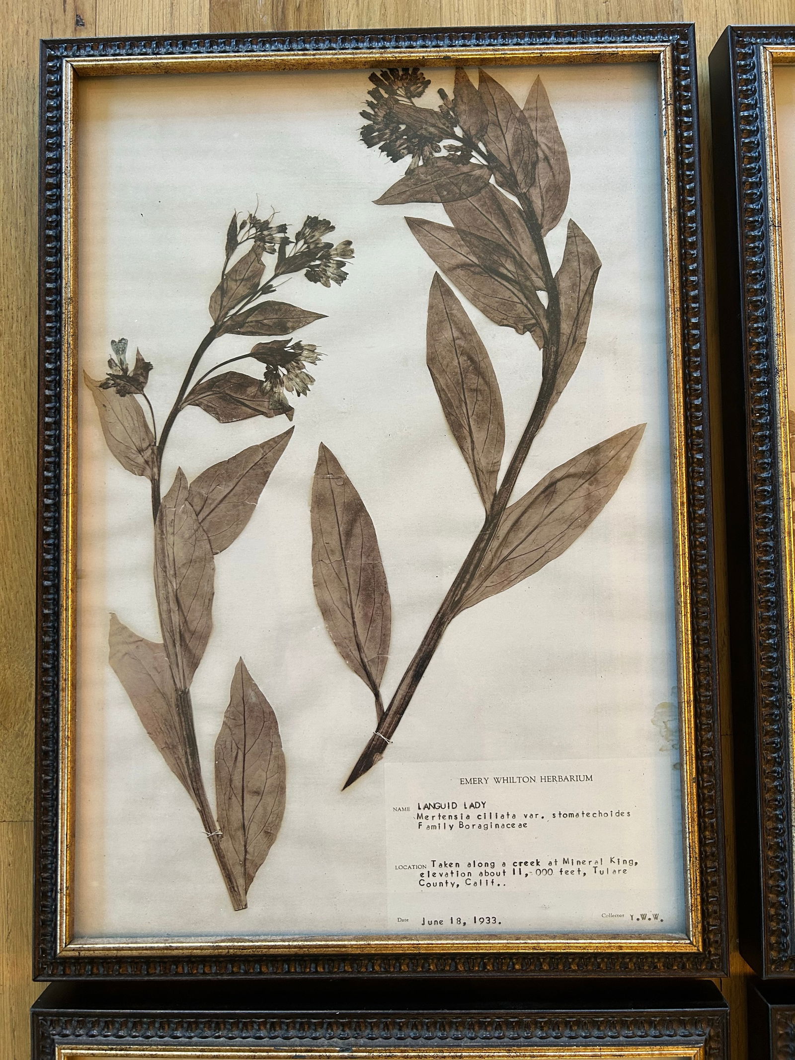 Vintage Emery Whilton Herbarium Botanical Prints - A Set of 4 - 2