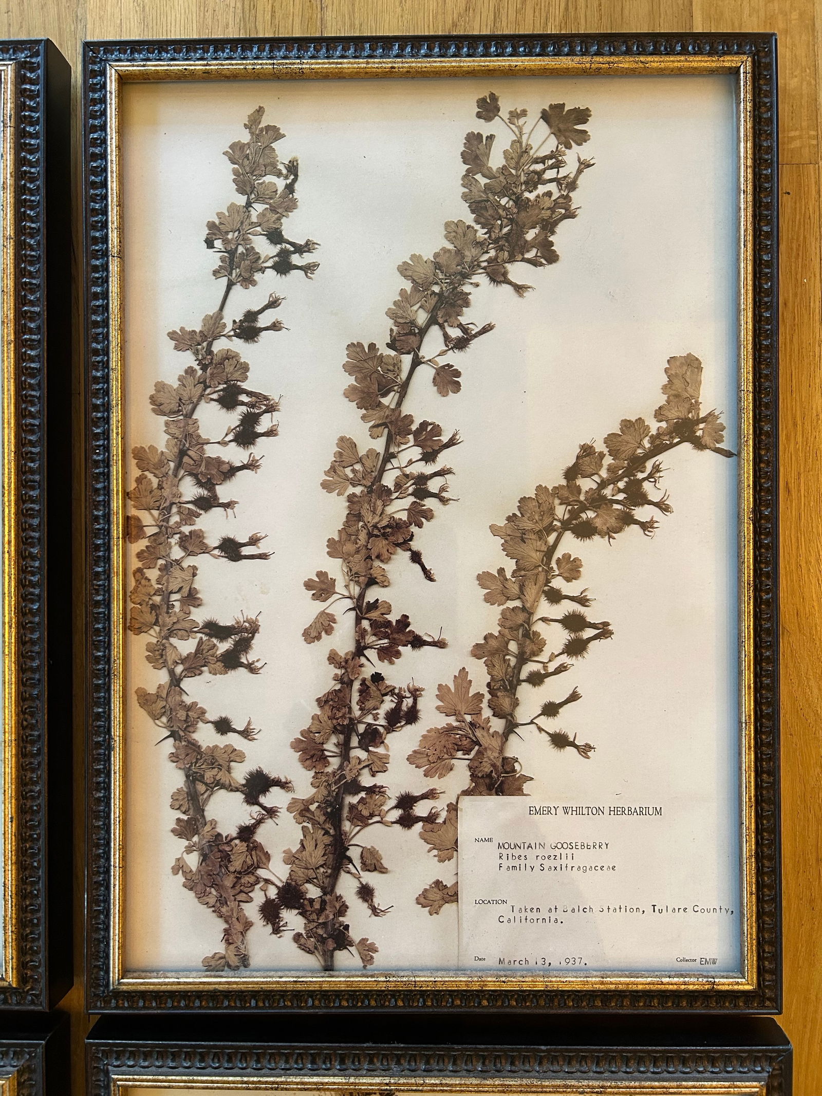 Vintage Emery Whilton Herbarium Botanical Prints - A Set of 4 - 3