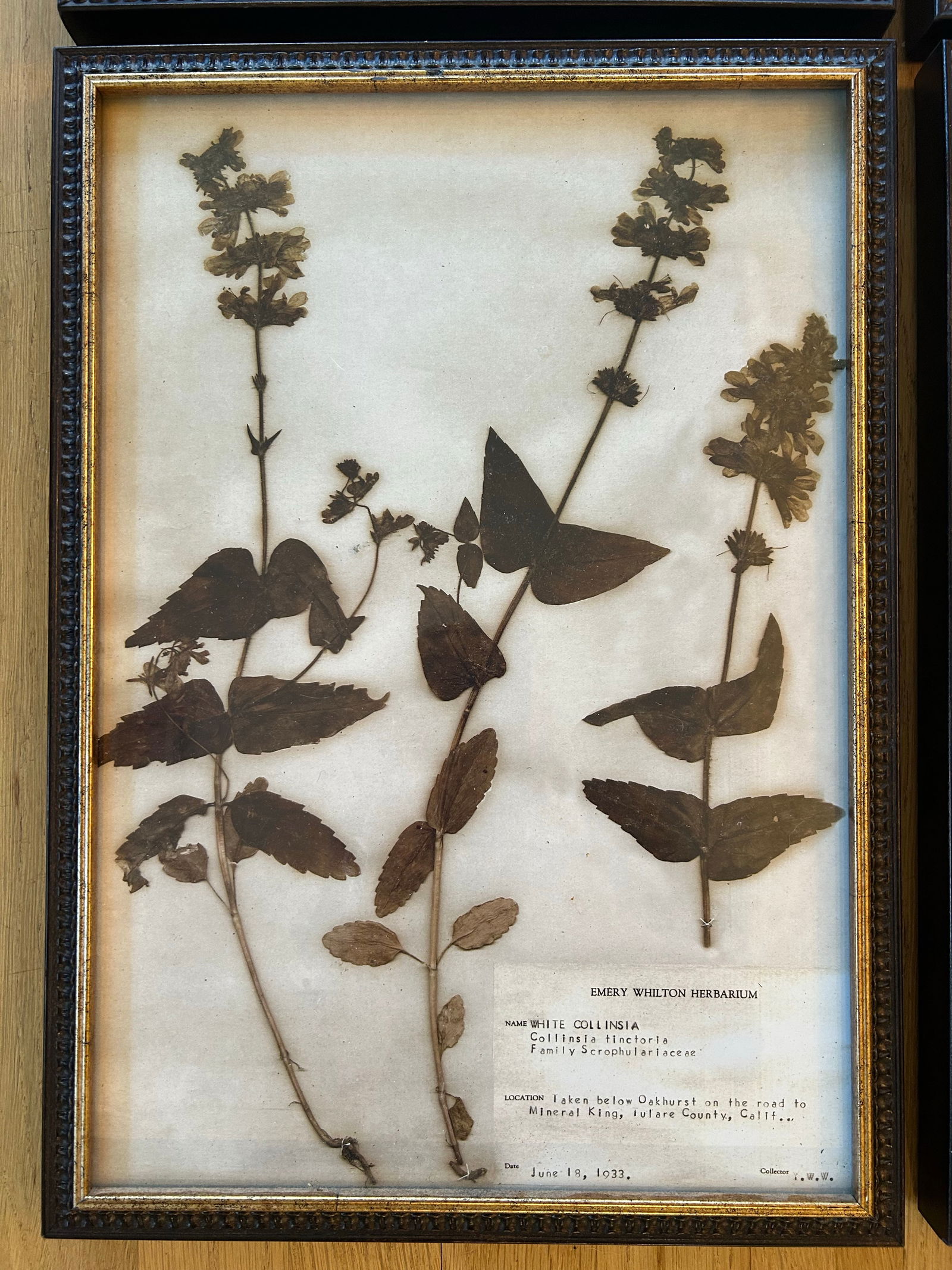 Vintage Emery Whilton Herbarium Botanical Prints - A Set of 4 - 4