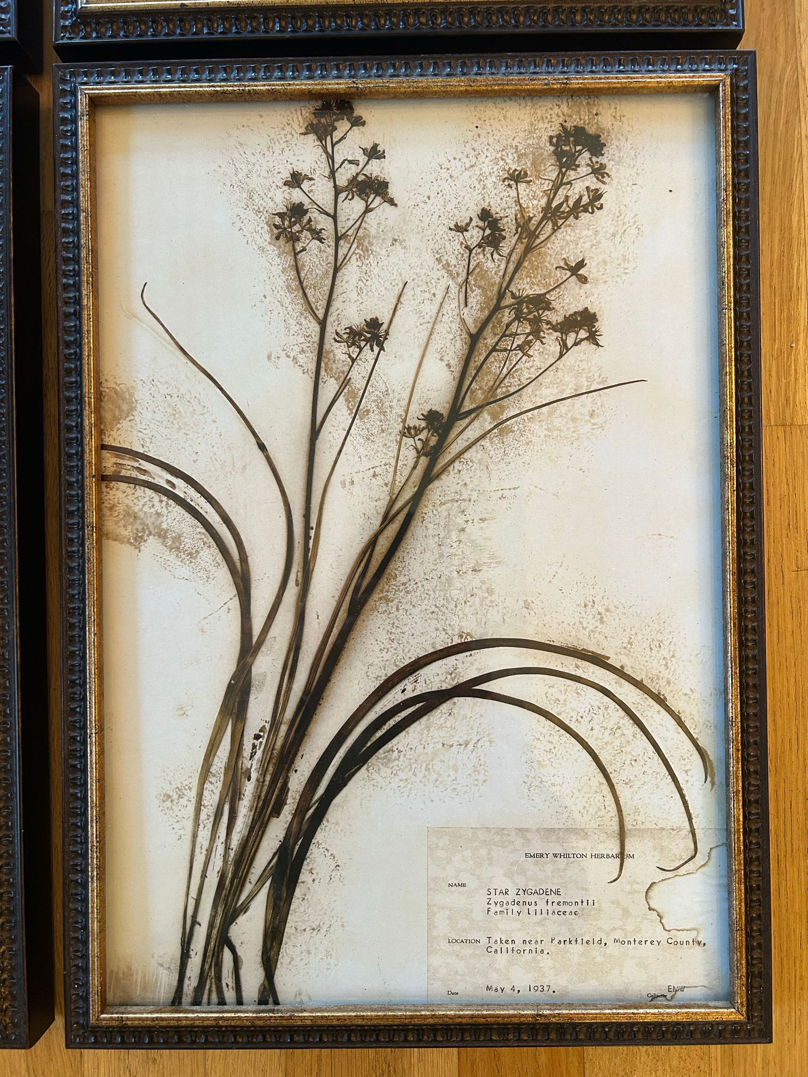 Vintage Emery Whilton Herbarium Botanical Prints - A Set of 4 - 5